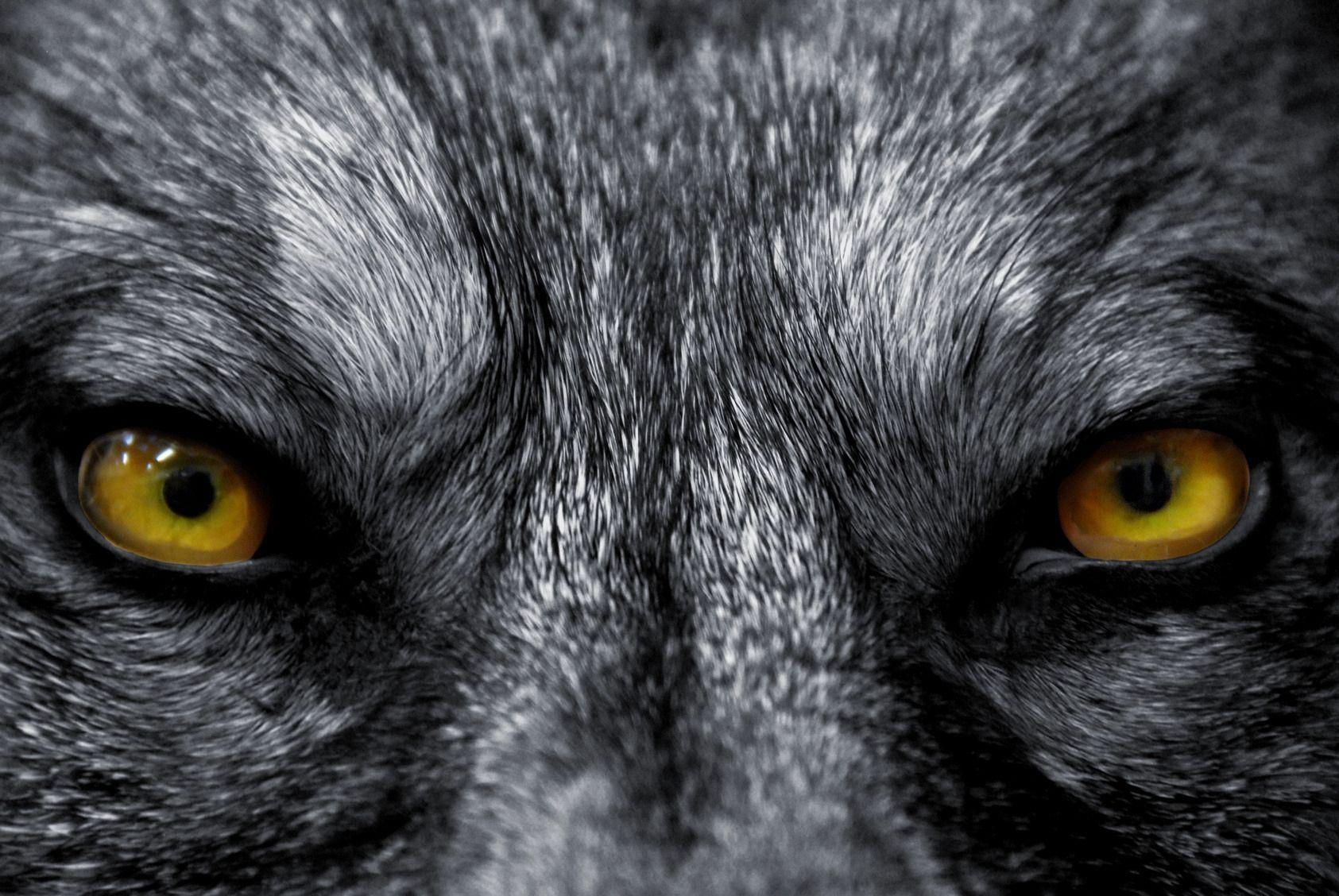 1690x1130 Werewolves HD Wallpaper, Desktop