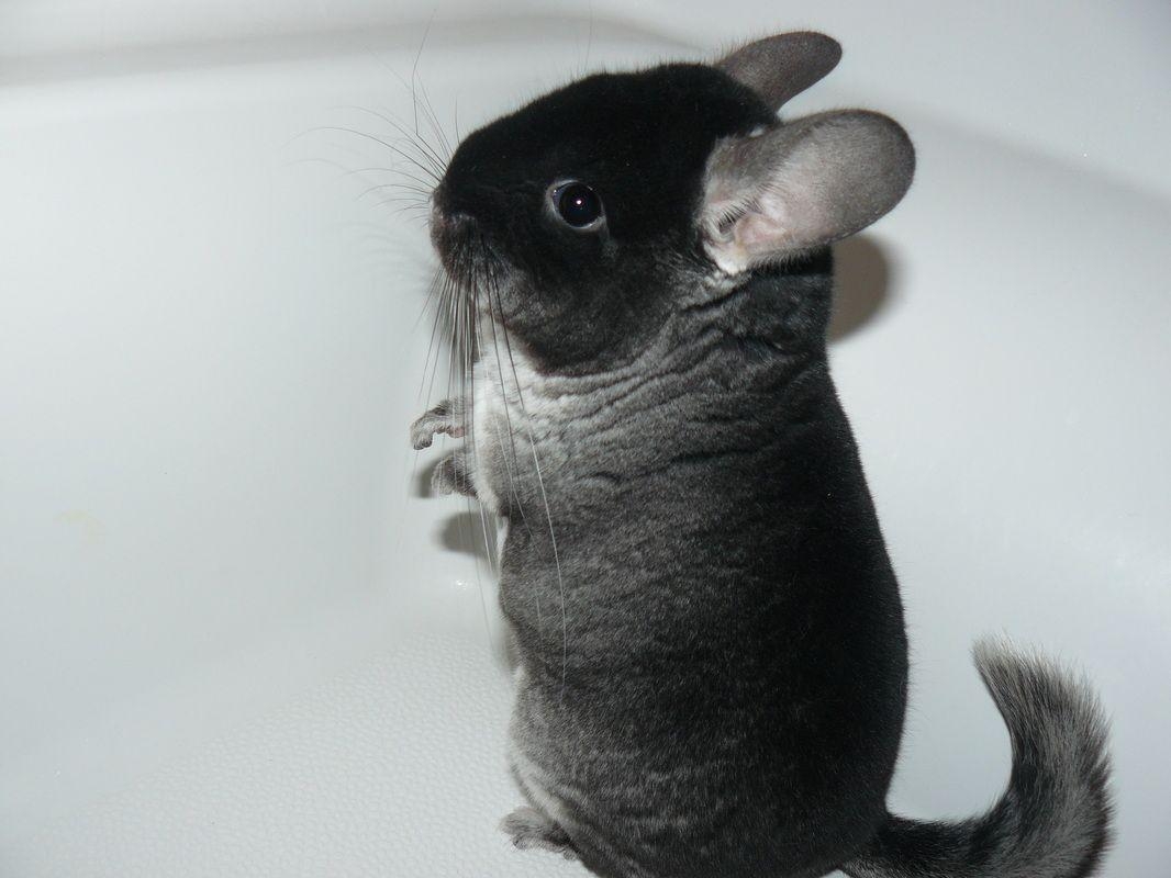 1070x800 chinchilla standard grey and a velvet black wallpaper free, Desktop