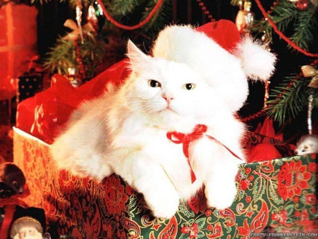 1030x770 Christmas Wallpaper Cats, Desktop