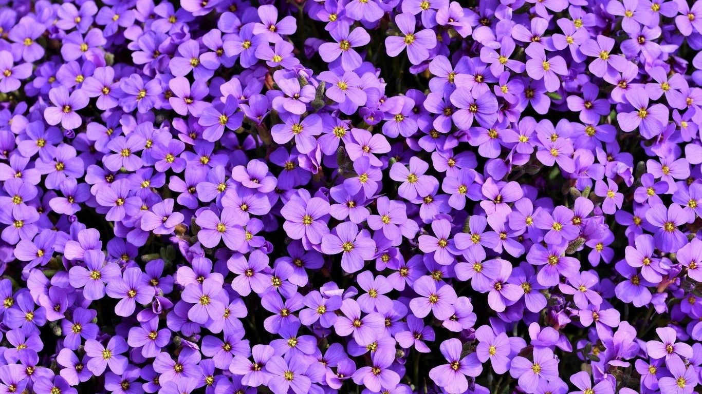 1370x770 Purple Flower Laptop Wallpaper Free Purple Flower Laptop Background, Desktop