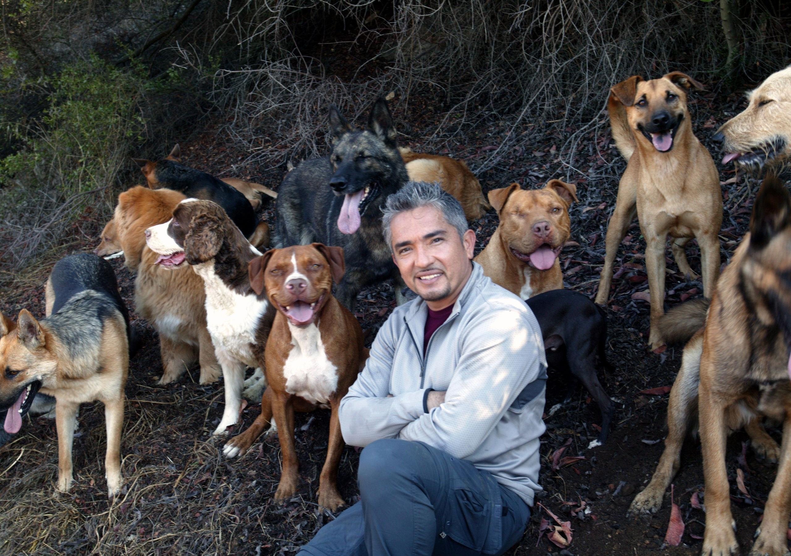 2560x1800 Cesar Millan image Cesar Millan HD wallpaper and background photo, Desktop