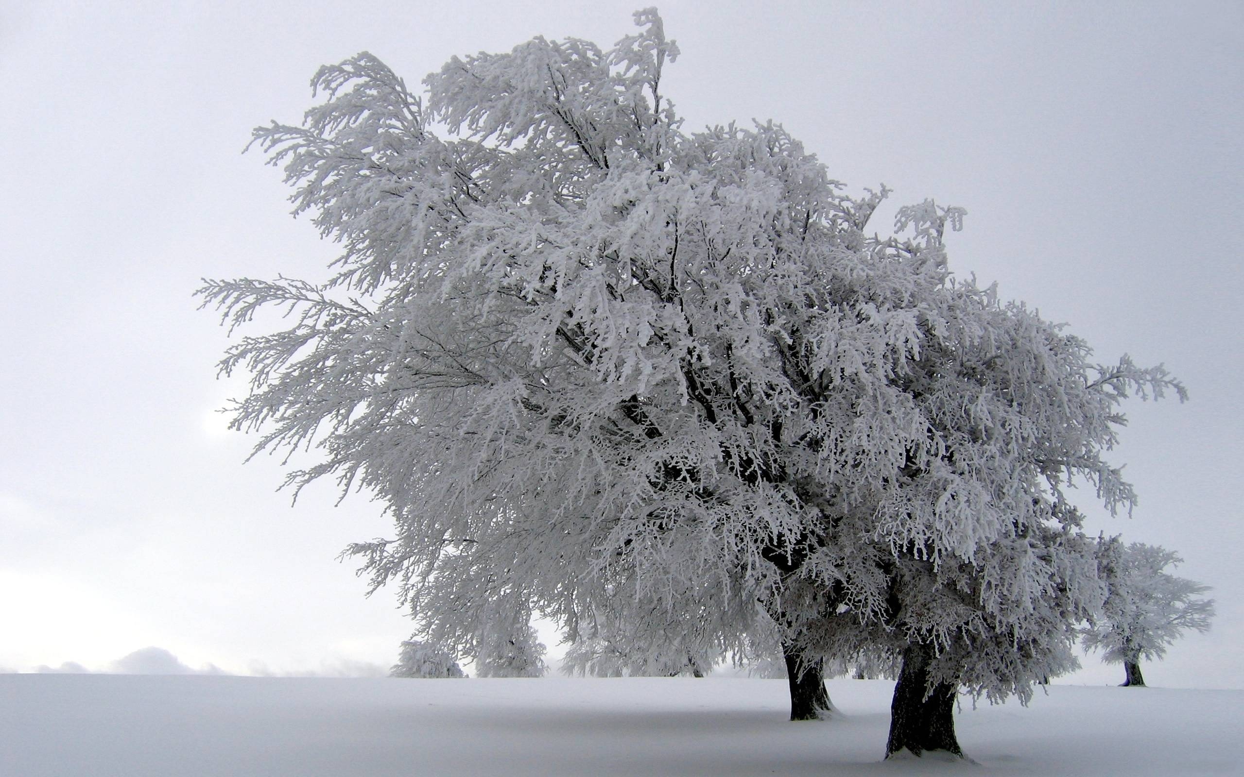 2560x1600 Winter Frozen Tree Wallpaper, Desktop