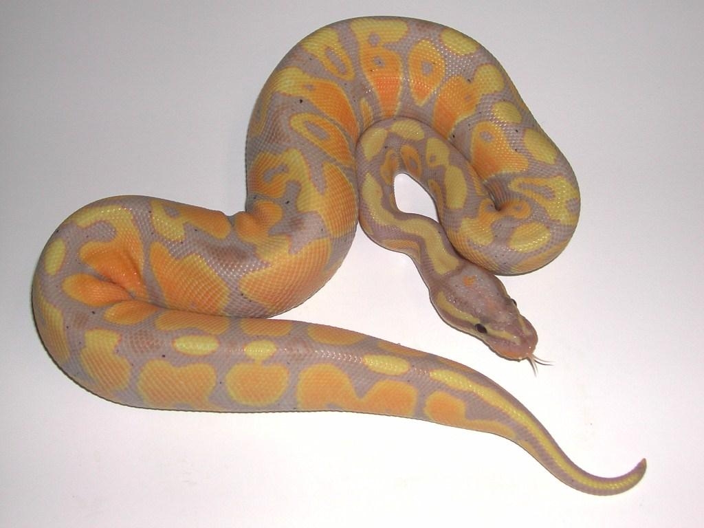 1030x770 The Boa Basement Ball Python Projects, Desktop