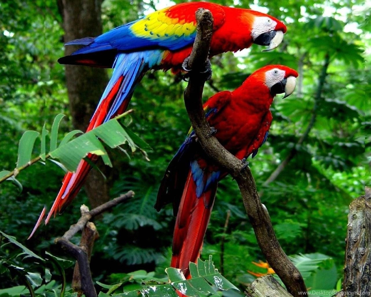 1280x1030 Cute Macaw Parrot Desktop HD Wallpaper Desktop Background, Desktop