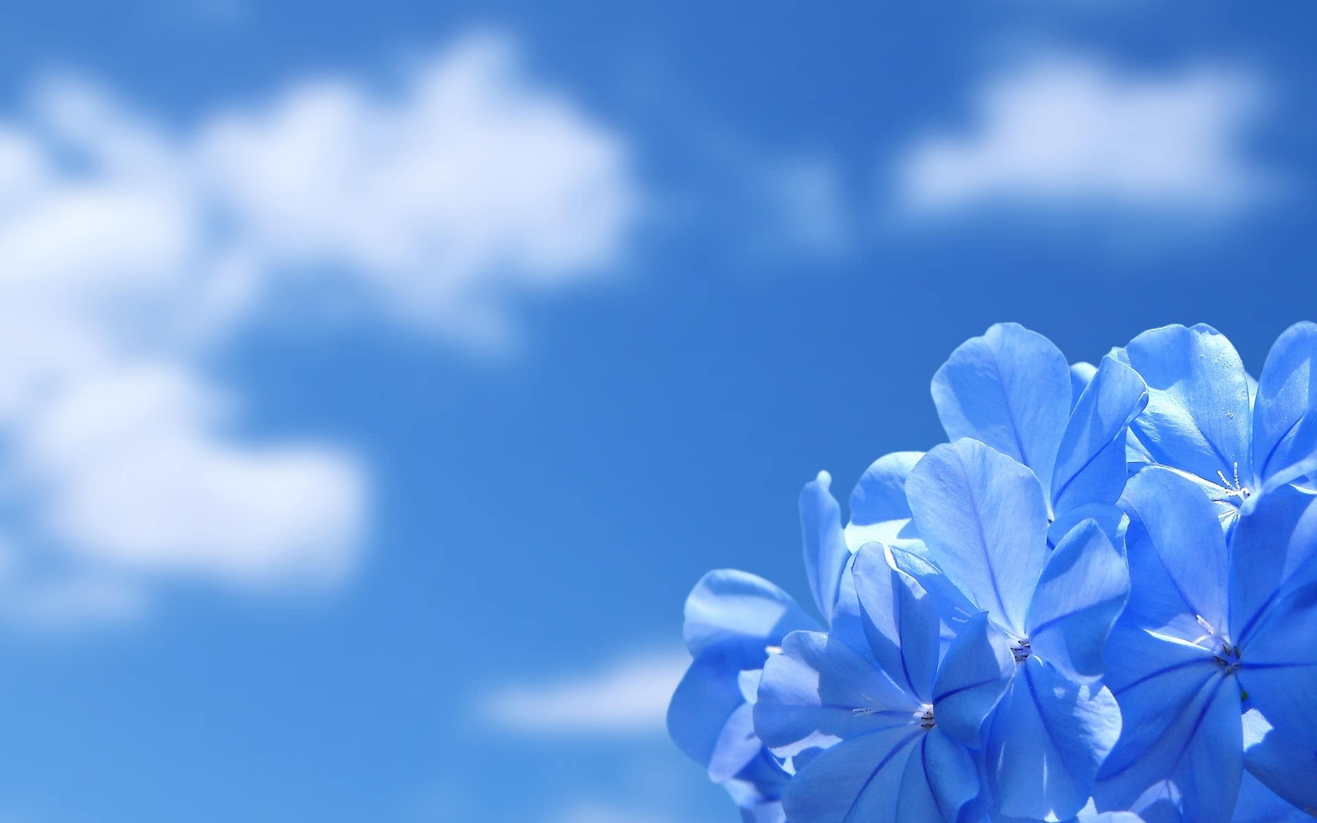 1920x1200 Free download 20 Blue Flower Background Wallpaper FreeCreatives [] for your Desktop, Mobile & Tablet. Explore Blue Flowers Background. Blue Flowers Wallpaper, Blue Wallpaper with White Flowers, Light Blue Flower Wallpaper, Desktop