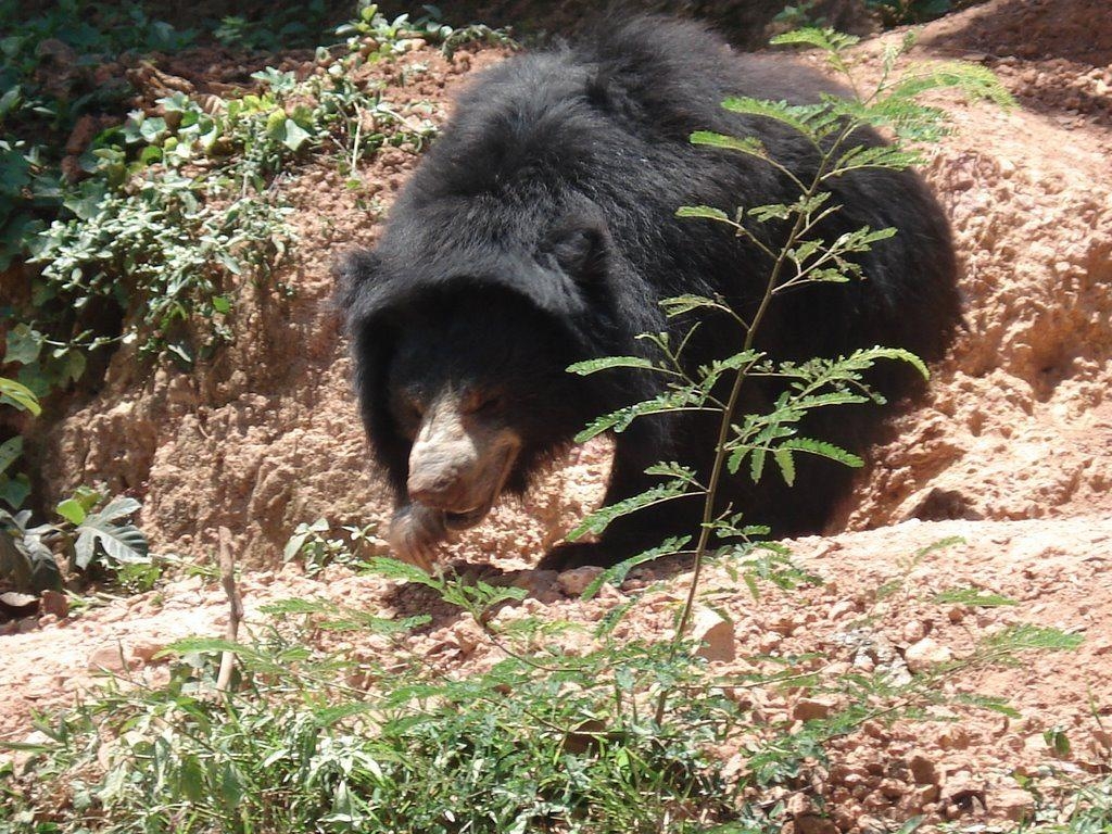 1030x770 Free Sloth Bear Wallpaper download, Desktop