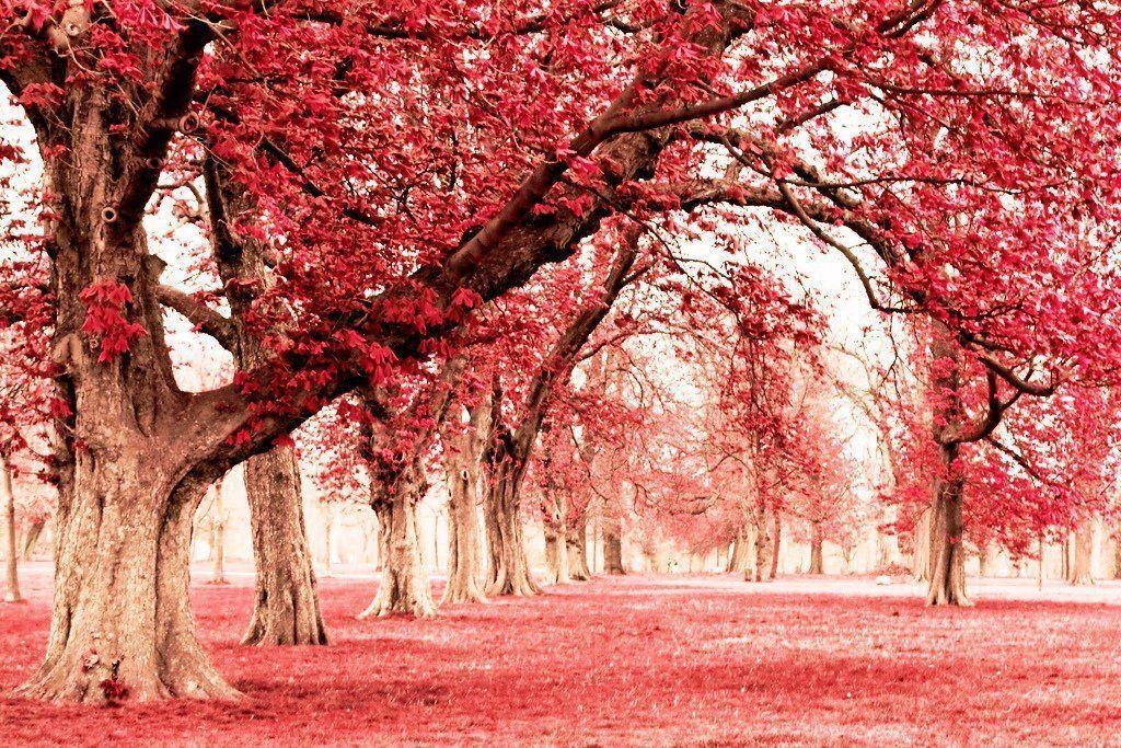 1030x690 Pink Land With Tree Wallpaper, Desktop