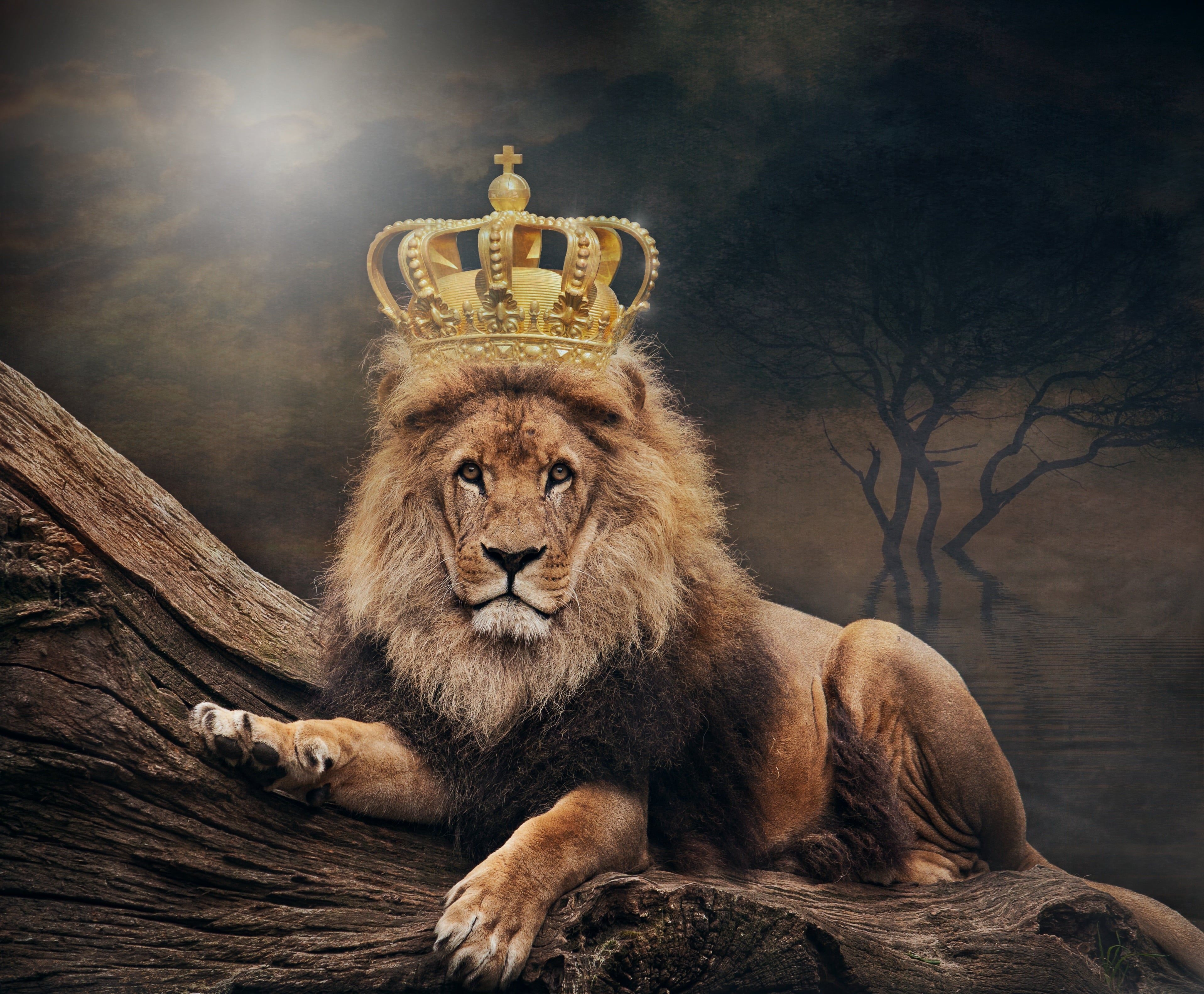 3840x3170 King Lion 4K Wallpaper Free HD Wallpaper, Desktop