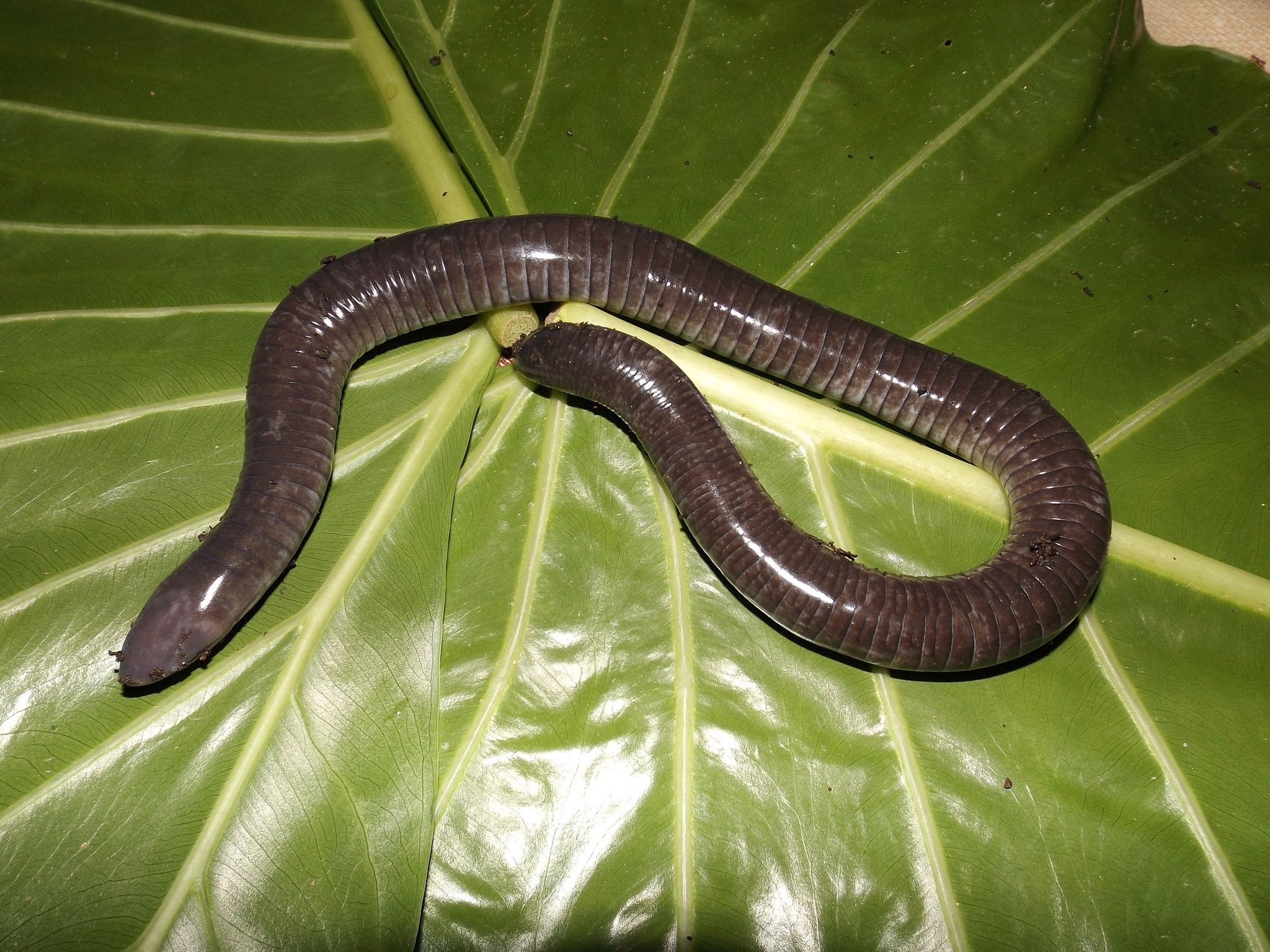 2050x1540 Caecilians (Order Gymnophiona) · iNaturalist.ca, Desktop