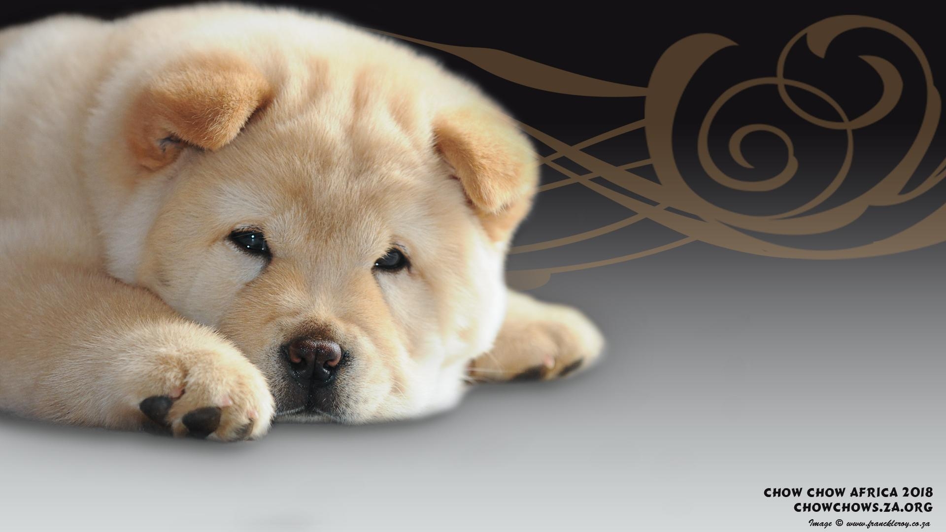 1920x1080 Chow Chow Africa desktop mobile wallpaper, Desktop