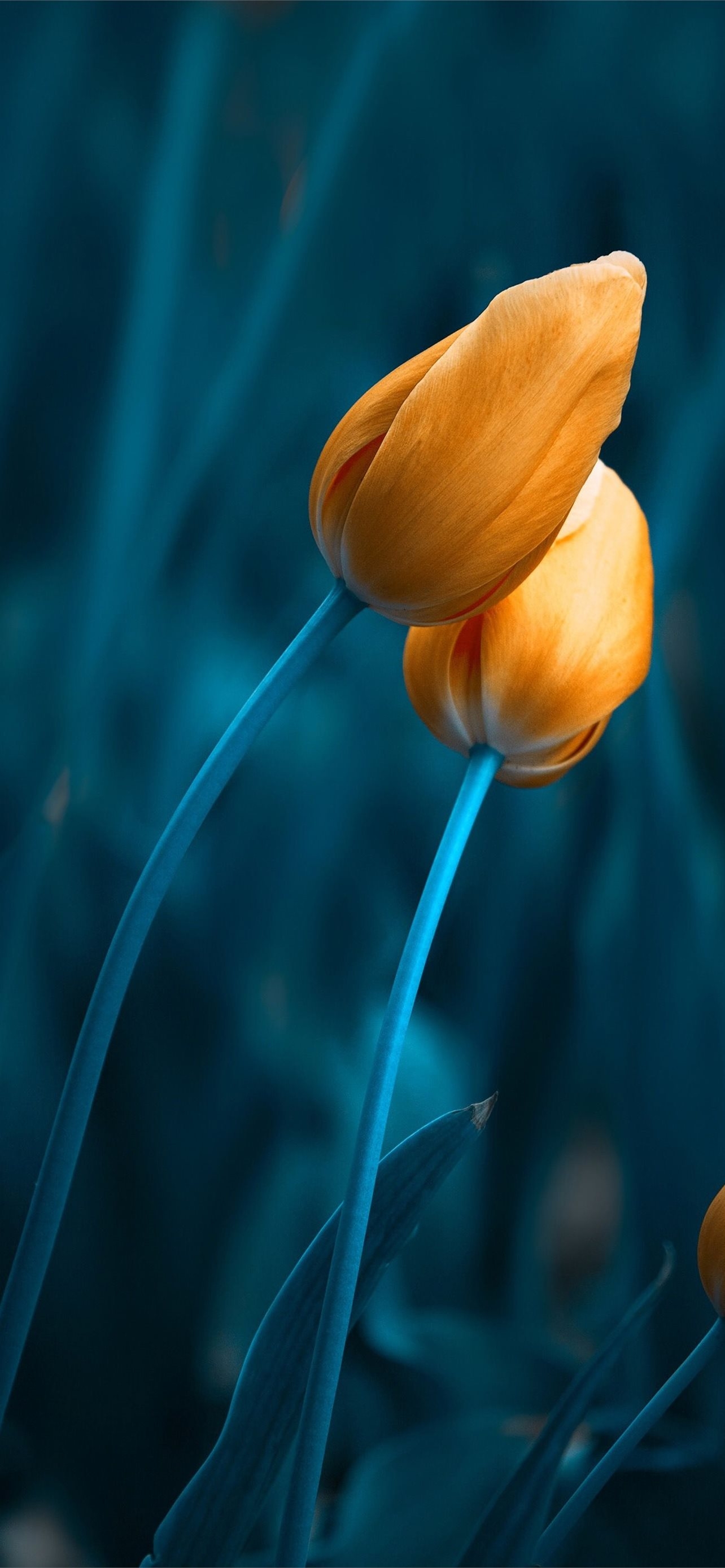 1290x2780 Latest Tulip iPhone HD Wallpaper, Phone