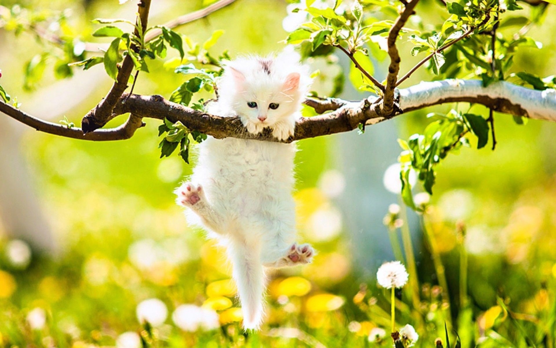 1920x1200 Spring Animals Wallpaper, Desktop