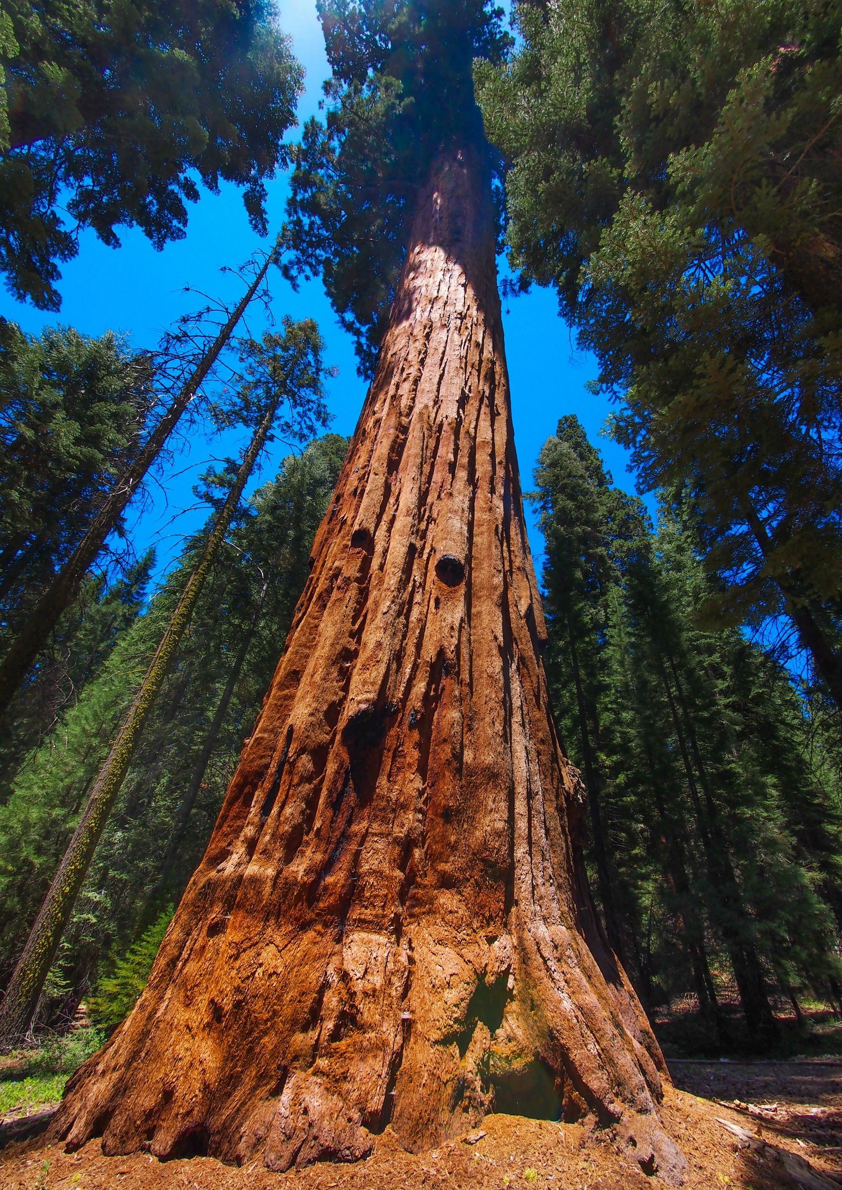 1730x2440 Sequoia National Park Wallpaper High Quality, Phone