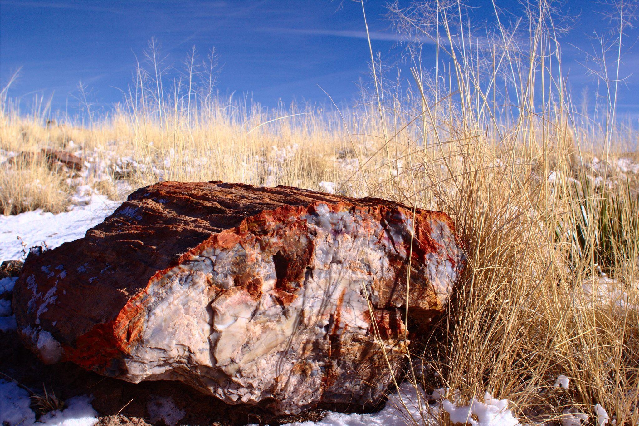 2050x1370 One Of The Fossilized Wood At The Petrified Forest National Park, Desktop