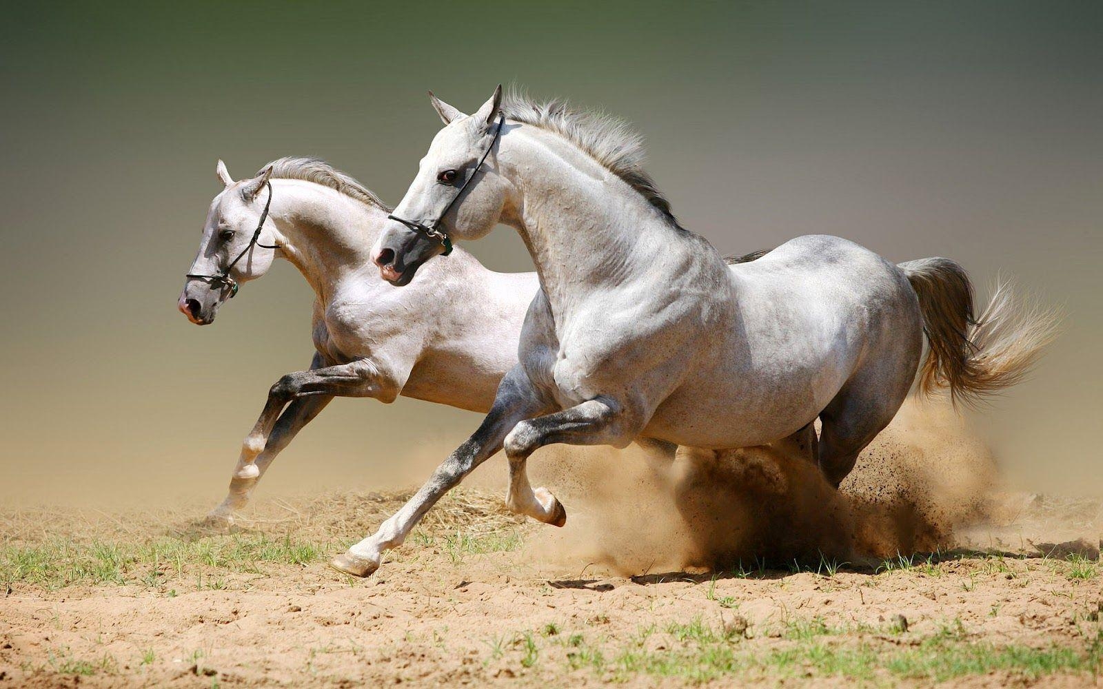 1600x1000 White Running Horse Wallpaper White Horses Running Fast Wallpaper, Desktop