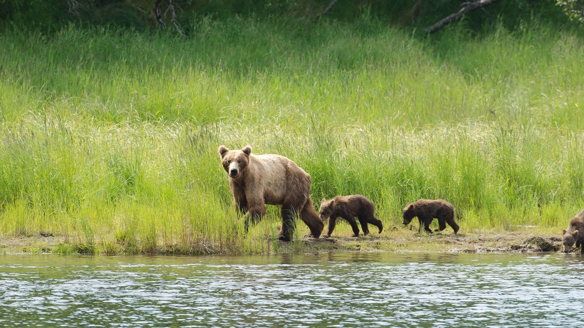 1920x1080 Katmai. National Park Foundation, Desktop