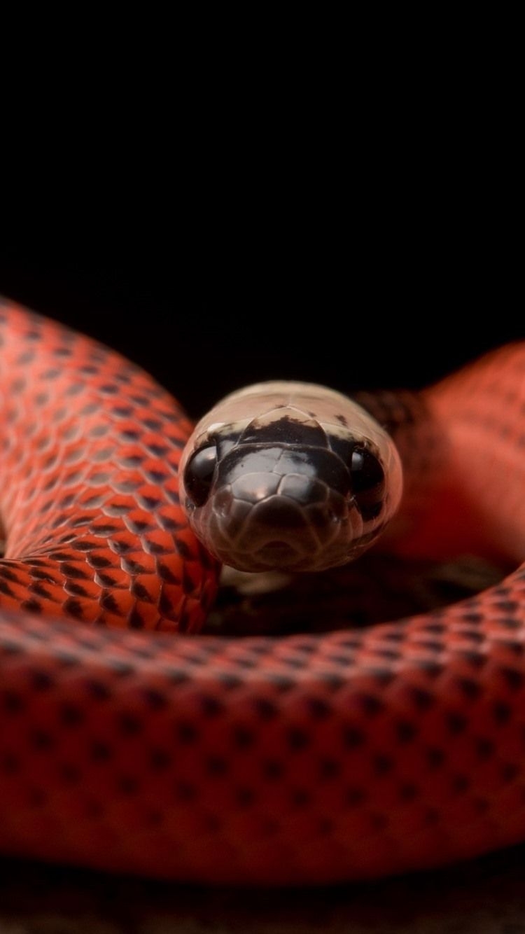 750x1340 Black Collared Snake, Viper  IPhone 8 7 6 6S Wallpaper, Phone