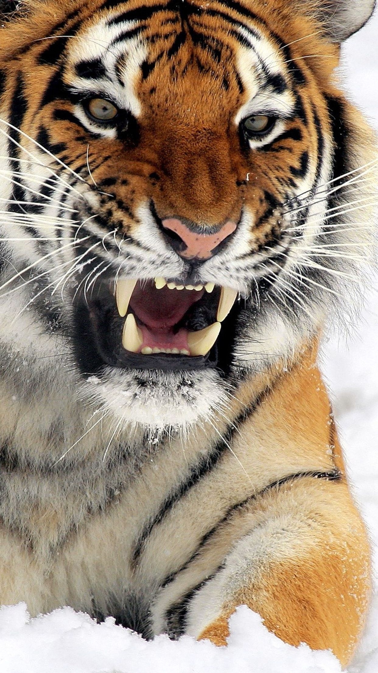 1250x2210 Tiger Wallpaper for mobile phone, tablet, desktop computer and other devices HD and 4K wallpaper. Tiger wallpaper, Big cats photography, Tiger, Phone