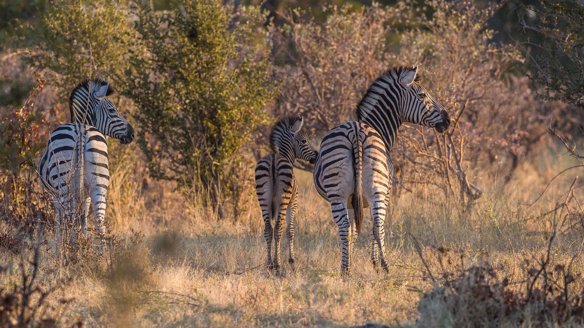 1920x1080 Nxai Pan National Park World Safaris, Desktop