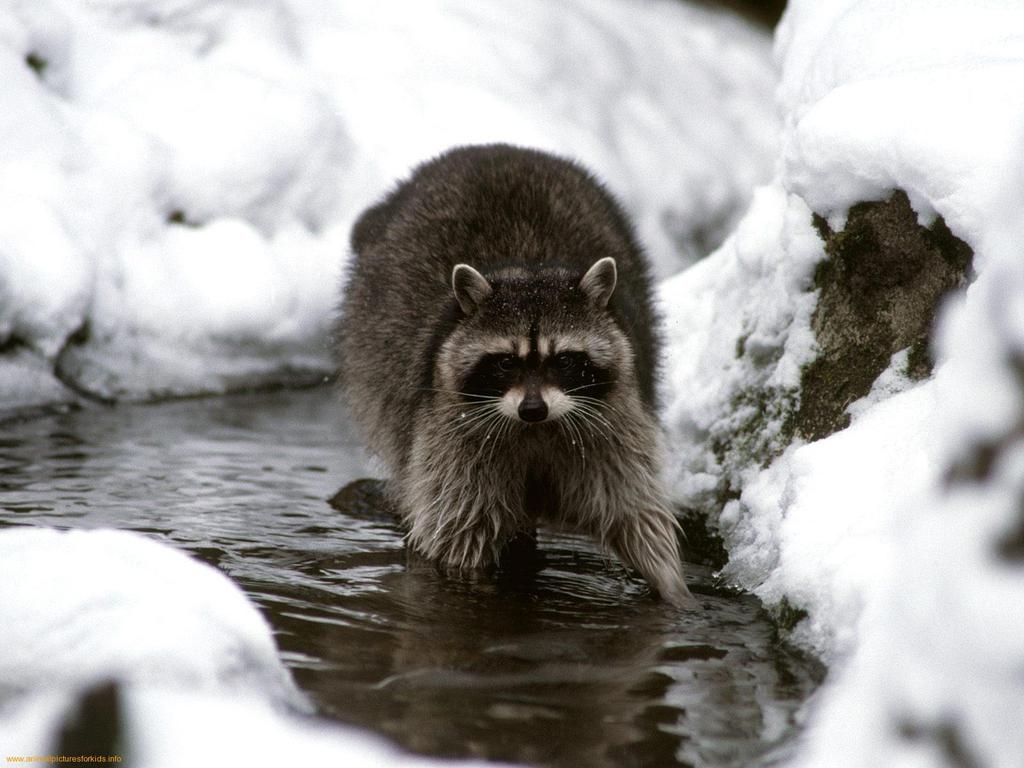 1030x770 Raccoon Wallpaper Cute and Docile, Desktop