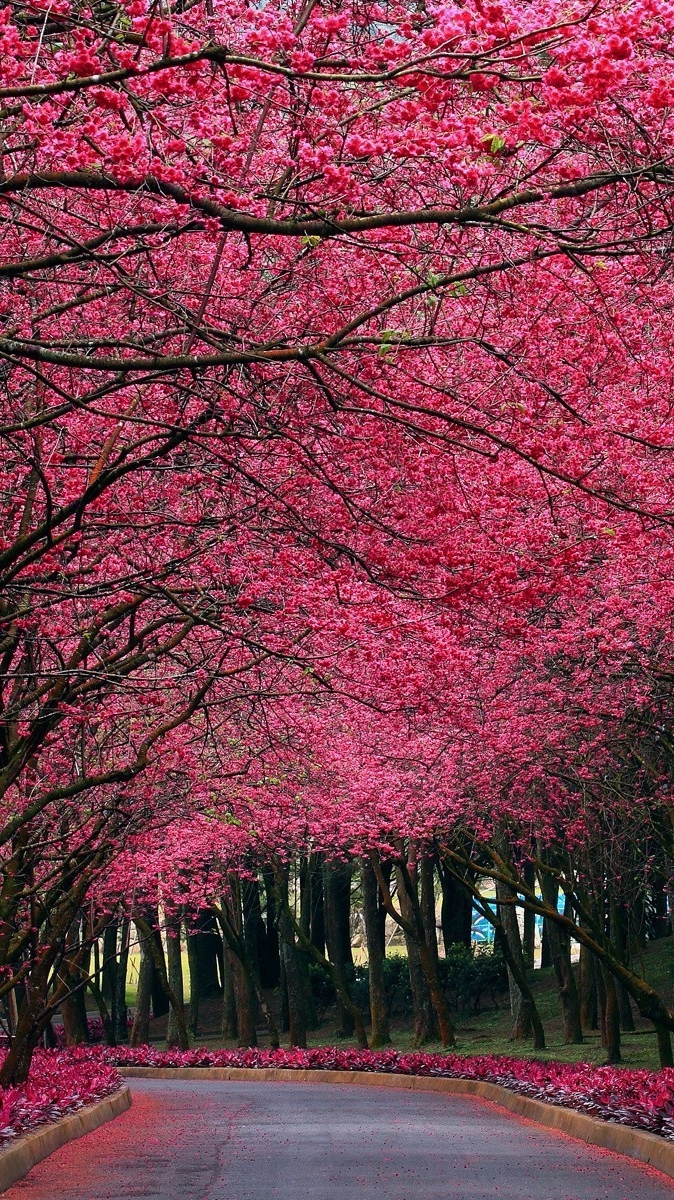 680x1200 Pink Flowers Autumn Trees Park IPhone Wallpaper Wallpaper, IPhone Wallpaper, Phone