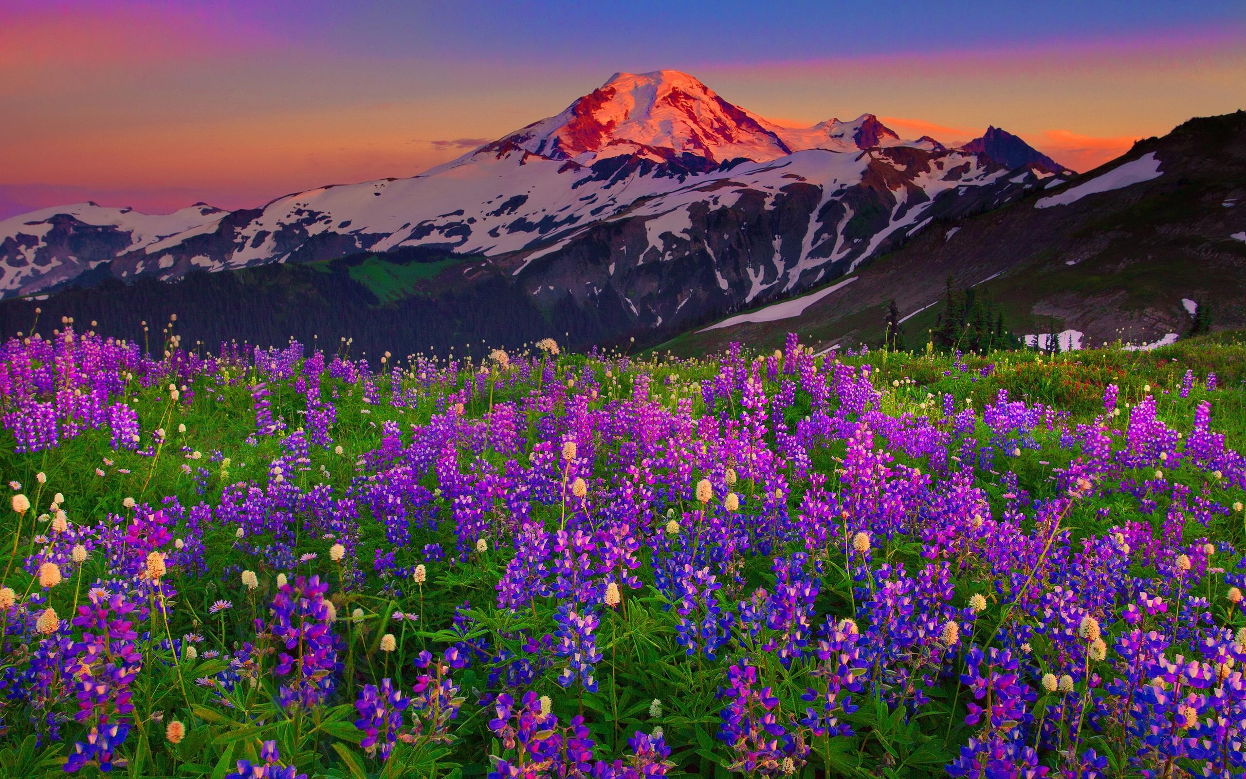 2560x1600 Free download Summer Wildflowers Wallpaper Summer Wildflowers, Desktop