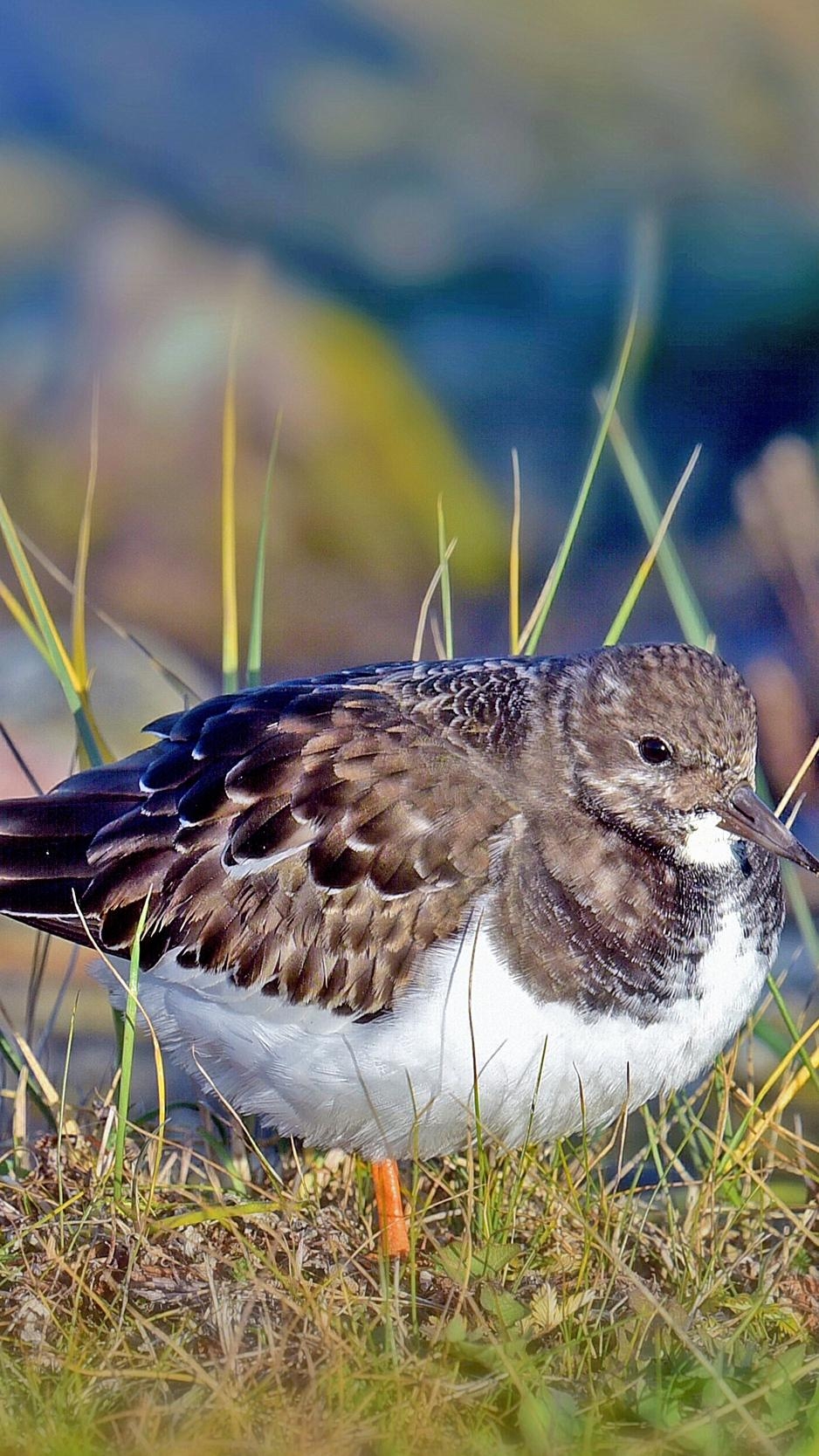 940x1670 Download wallpaper  sandpiper, bird, grass iphone 8, Phone