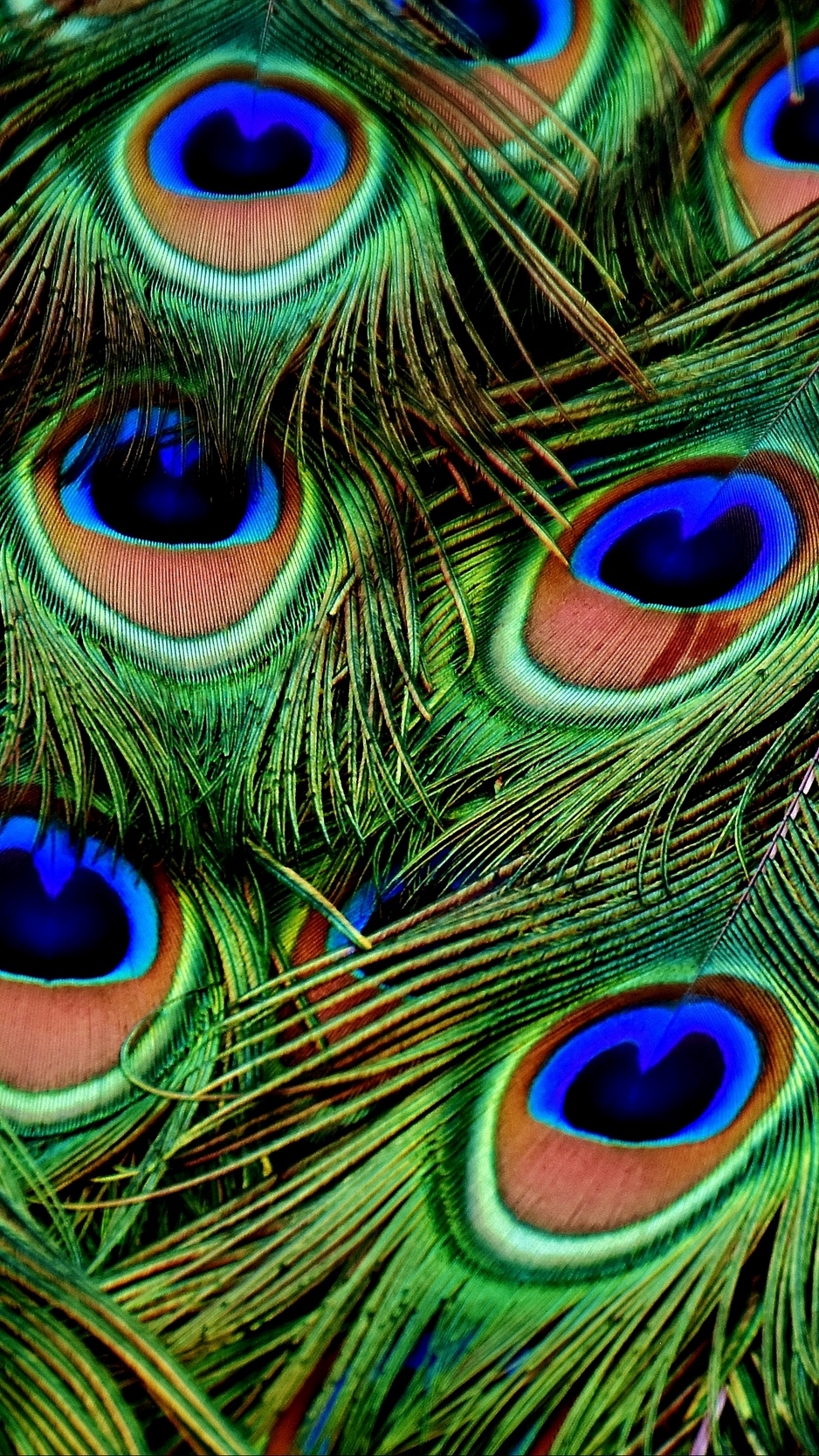 940x1670 Free download Download wallpaper  peacocks feathers patterns iphone 8 [] for your Desktop, Mobile & Tablet. Explore Feathers iPhone Wallpaper. Feathers iPhone Wallpaper, Peacock Feathers Wallpaper, Bing Wallpaper Feathers, Phone