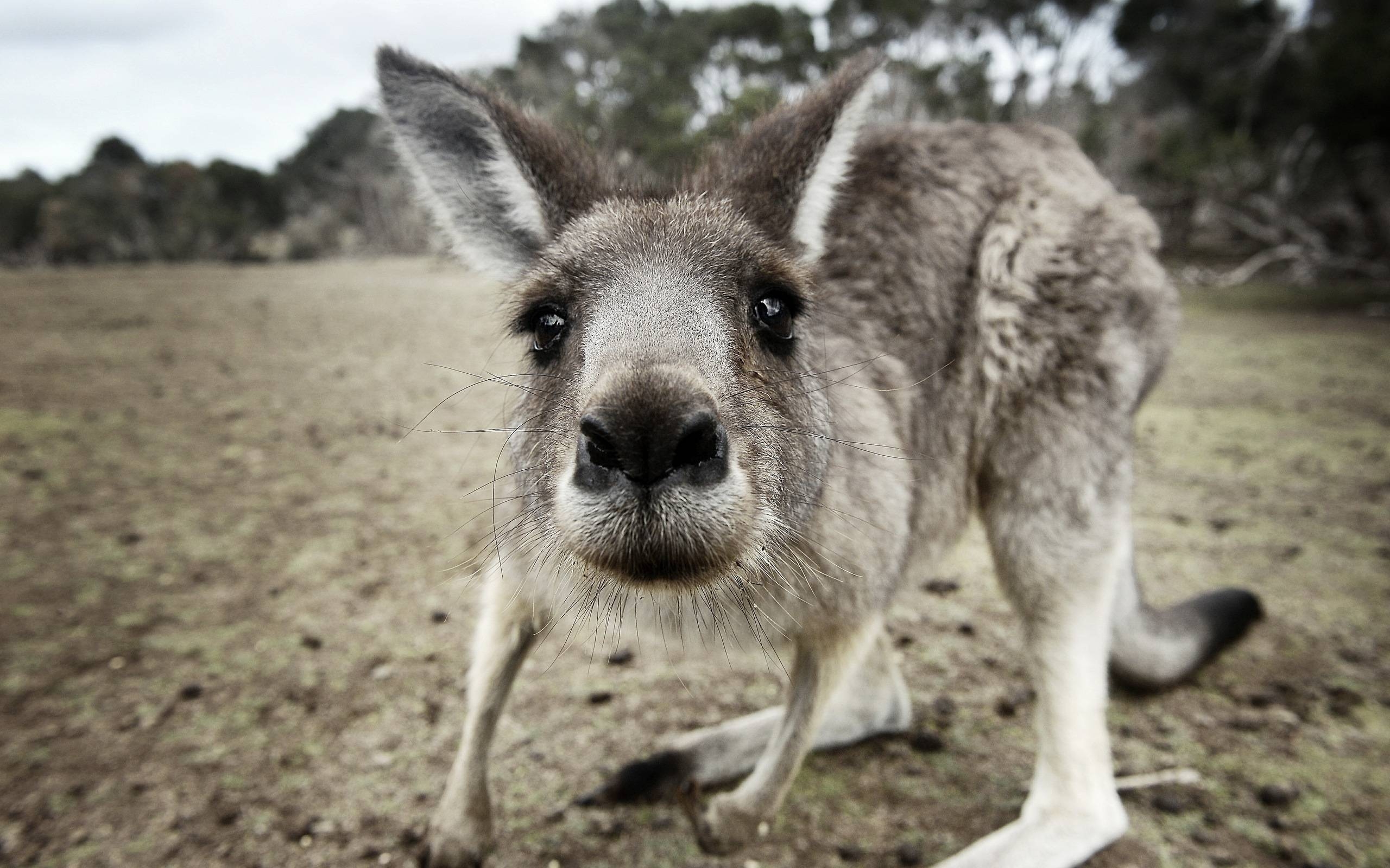 2560x1600 Kangaroo Wallpaper, Desktop