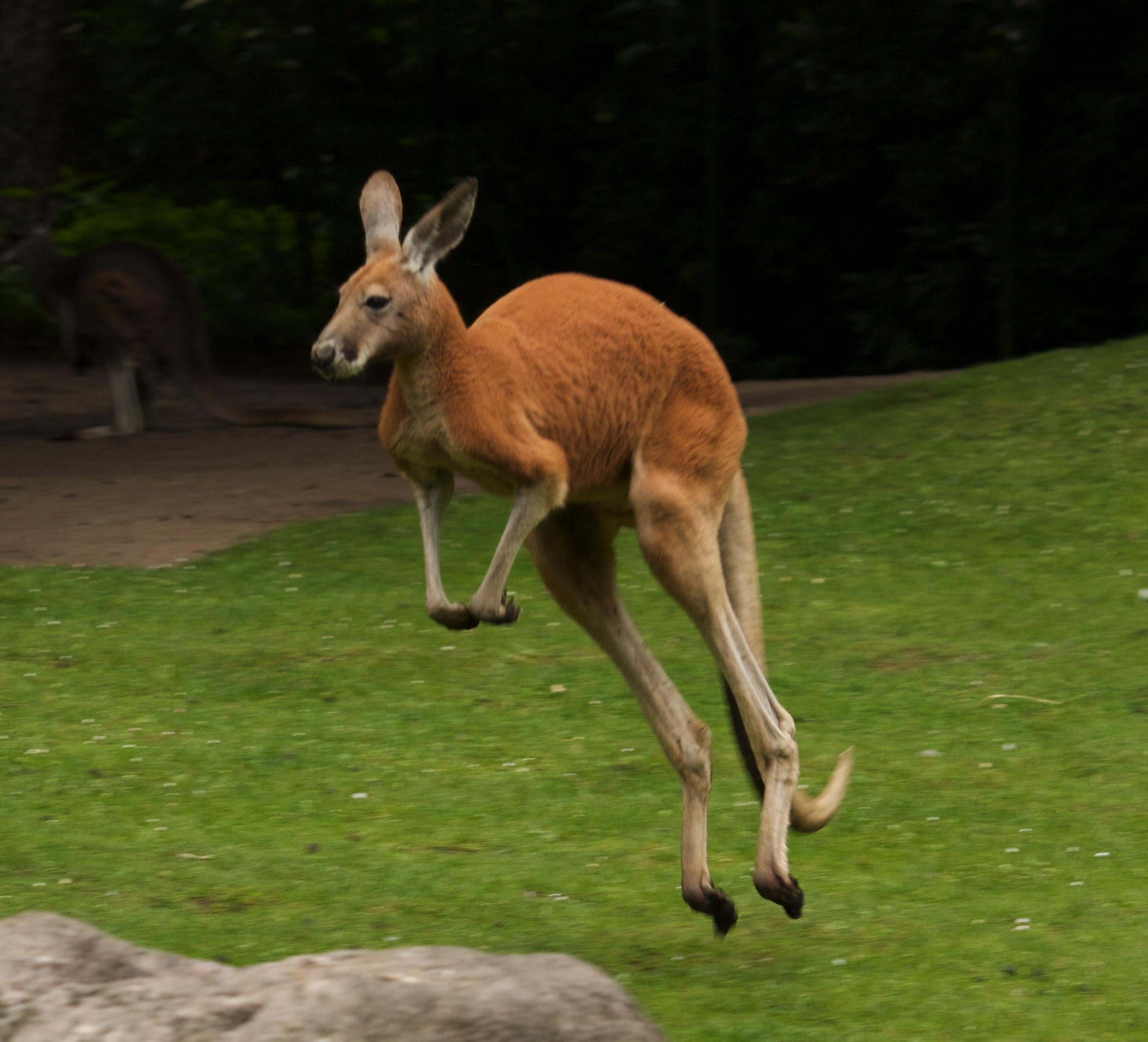 2820x2560 Kangaroo Picture, High Quality Kangaroo Background and Wallpaper, Desktop