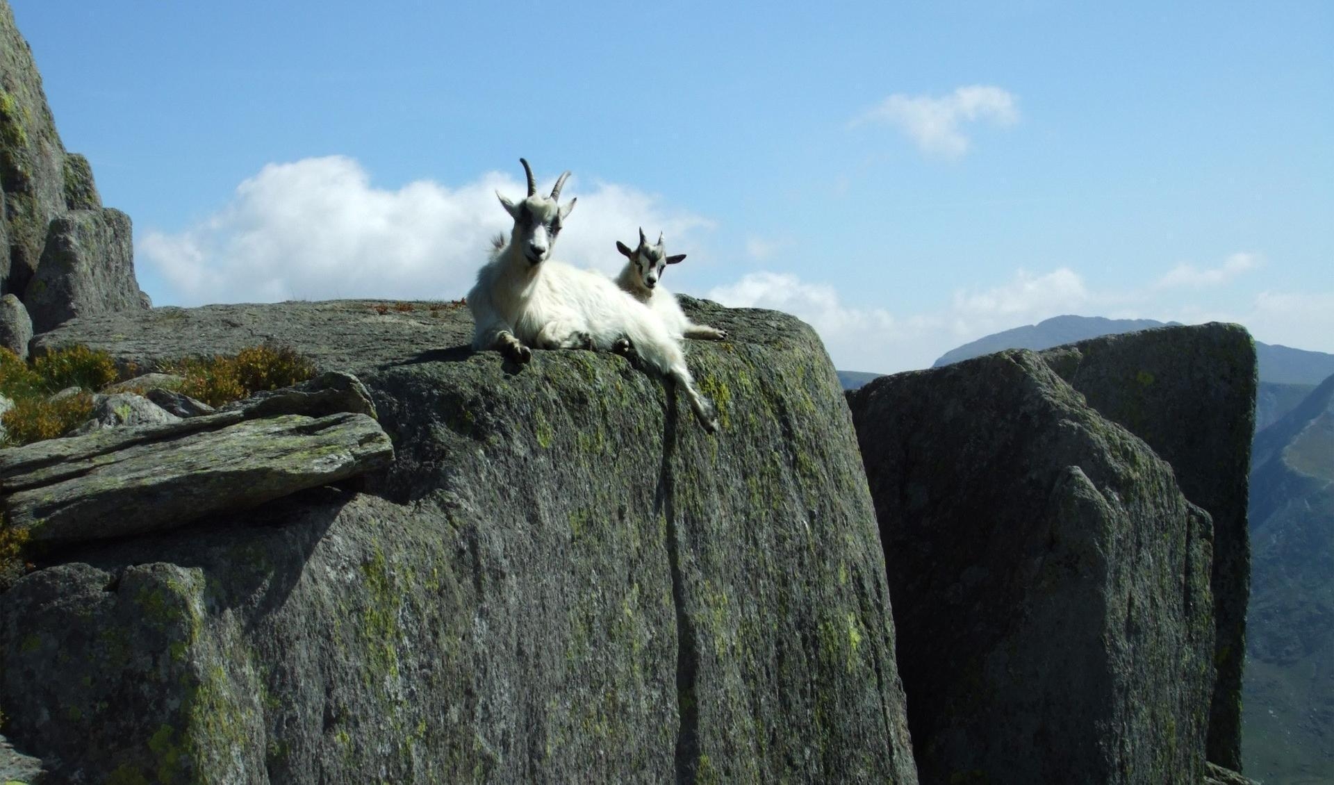 1920x1130 Mountain goats Wallpaper HD Download, Desktop