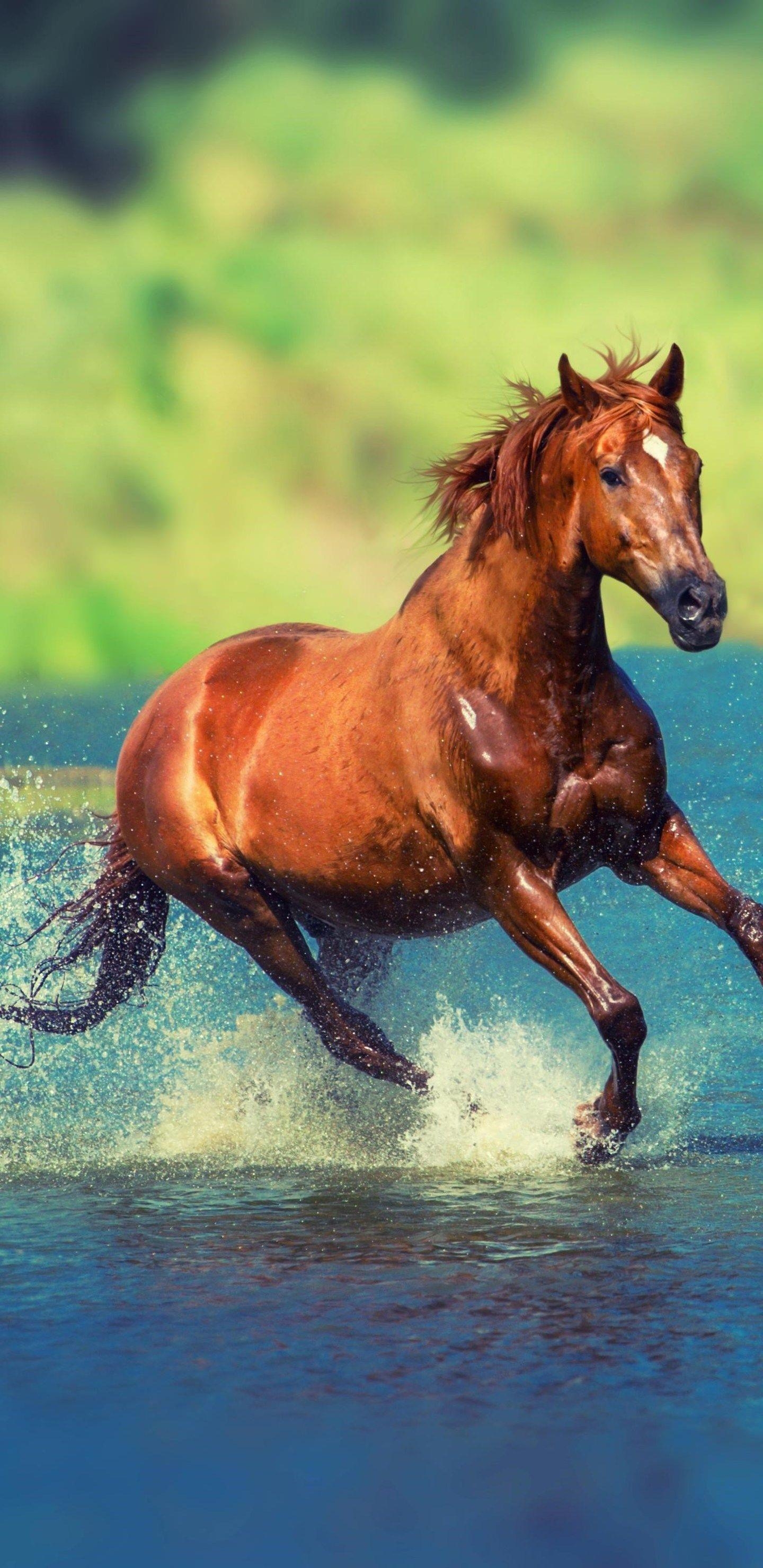 1440x2960 Running Horse In Water Samsung Galaxy Note S S S, Phone