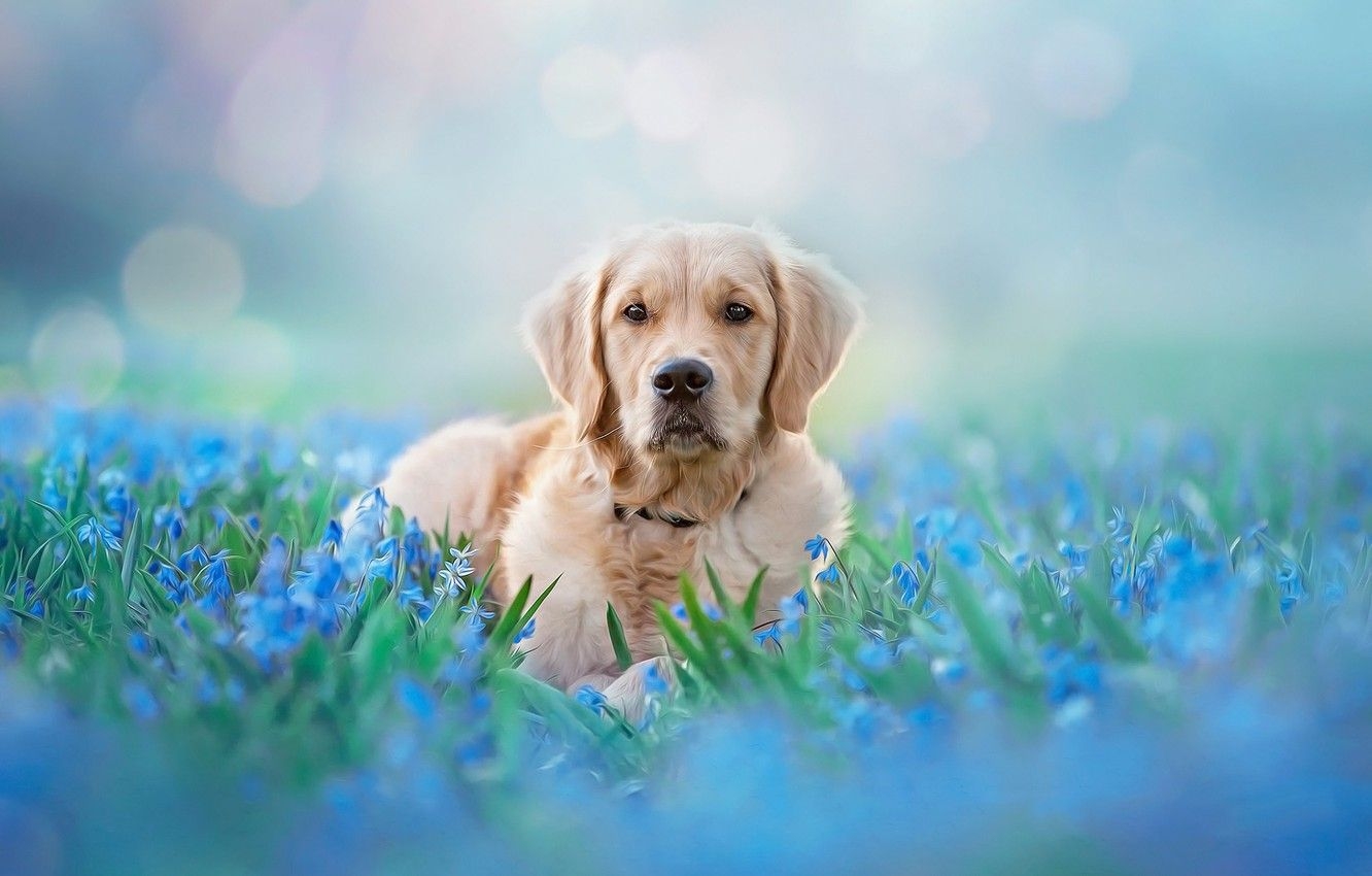 1340x850 Wallpaper look, face, light, flowers, nature, pose, background, blue, glade, tenderness, portrait, dog, spring, blue, lies, leaves image for desktop, section собаки, Desktop