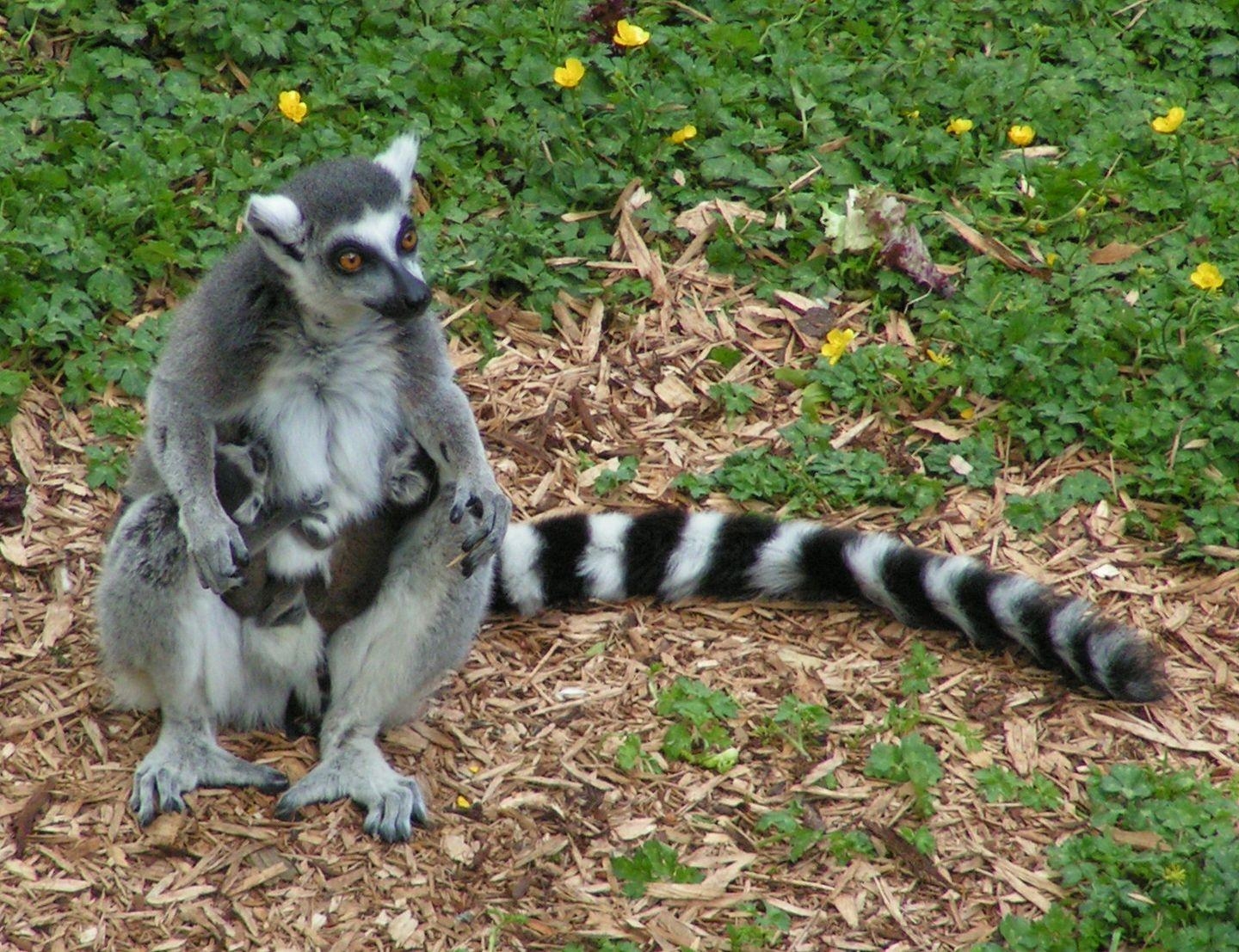 1440x1110 Lemur HD Desktop Wallpaper, Desktop