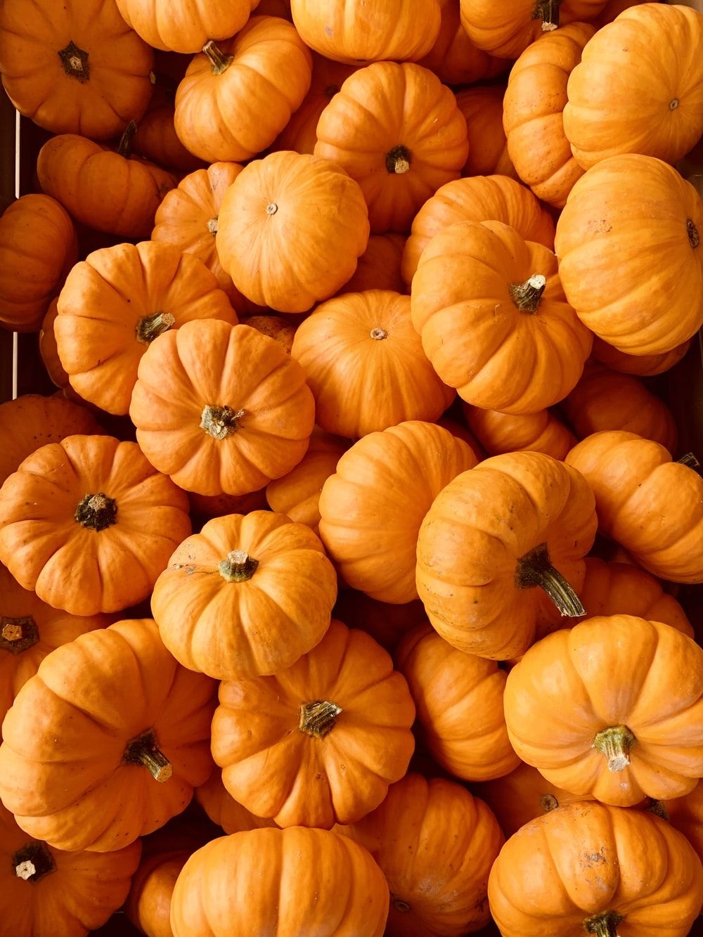 1000x1340 Pumpkin Picture [HD]. Download Free Image, Phone