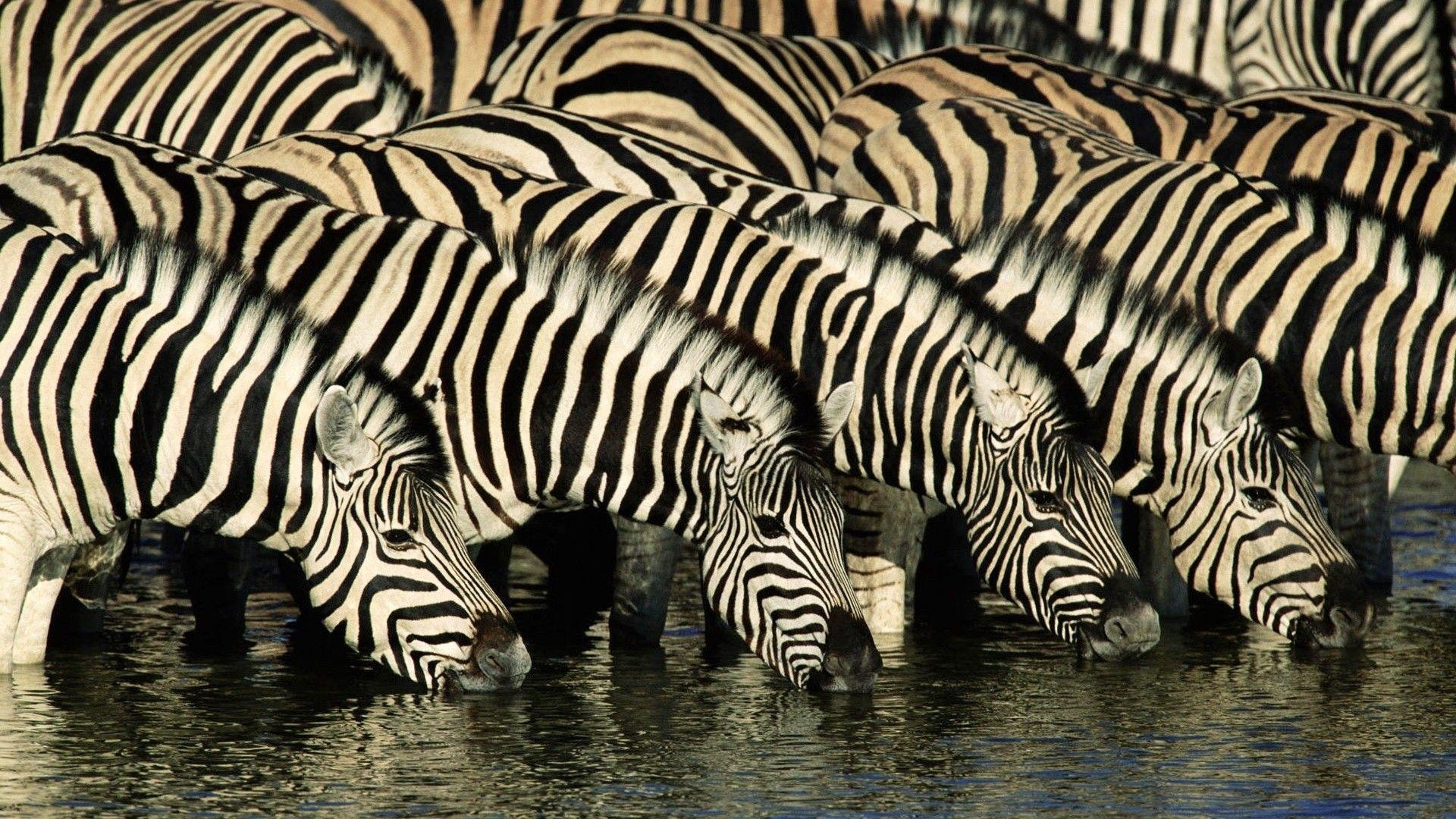 1920x1080 Zebra Wallpaper, Picture, Image, Desktop