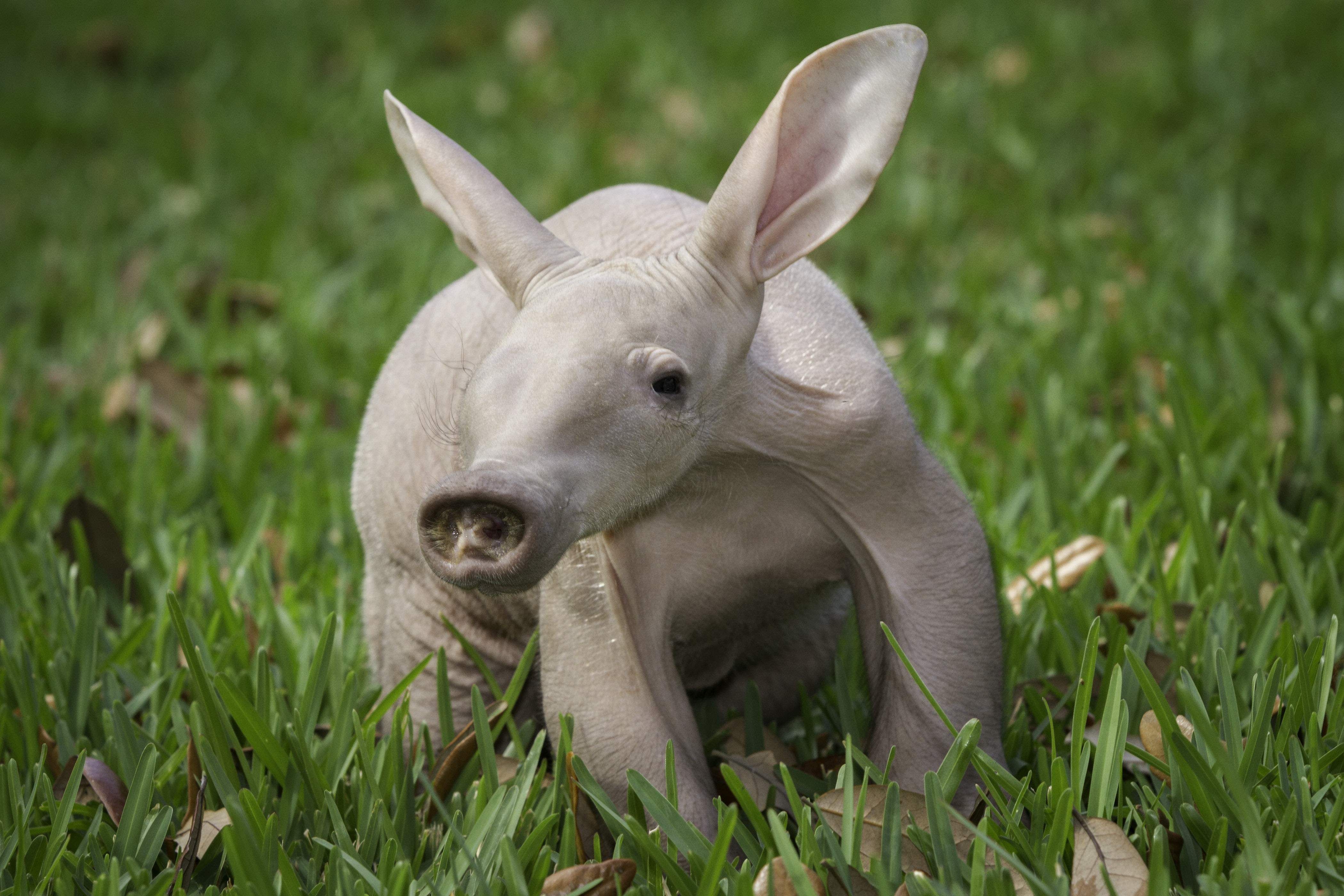 4200x2800 Aardvark Wallpaper Background, Desktop