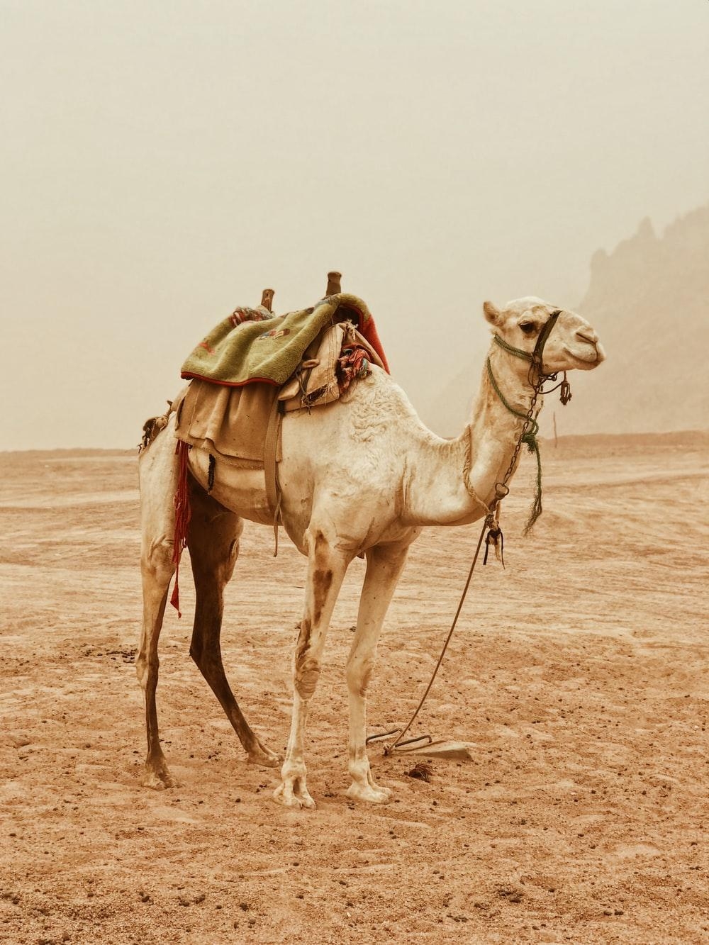 1000x1340 Camel Picture [HD]. Download Free Image, Phone