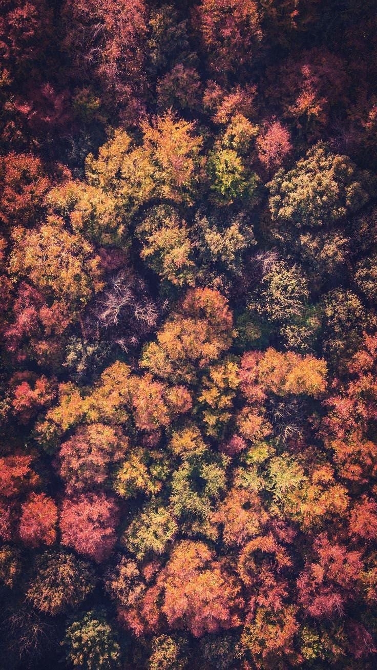 740x1310 Gorgeous Happy Fall iPhone X Wallpaper, Phone