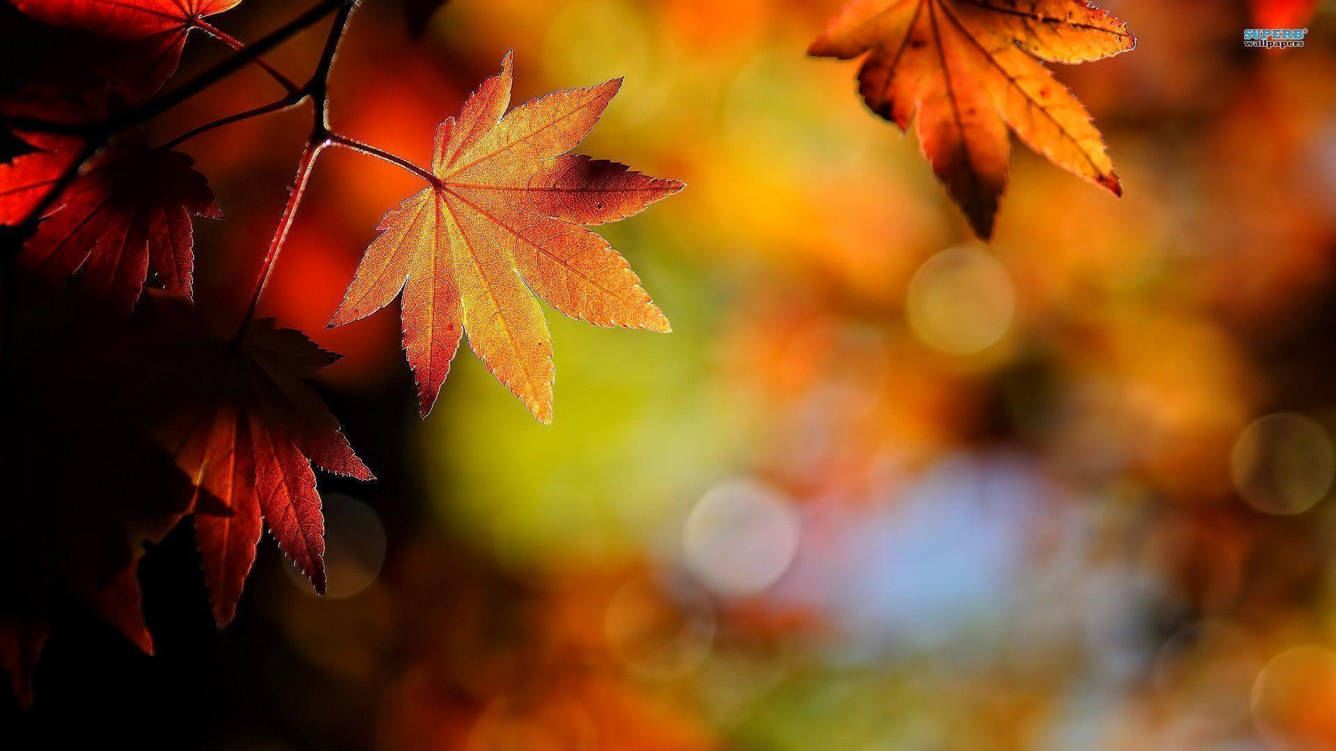 1920x1080 Red Leaves 14978, Desktop