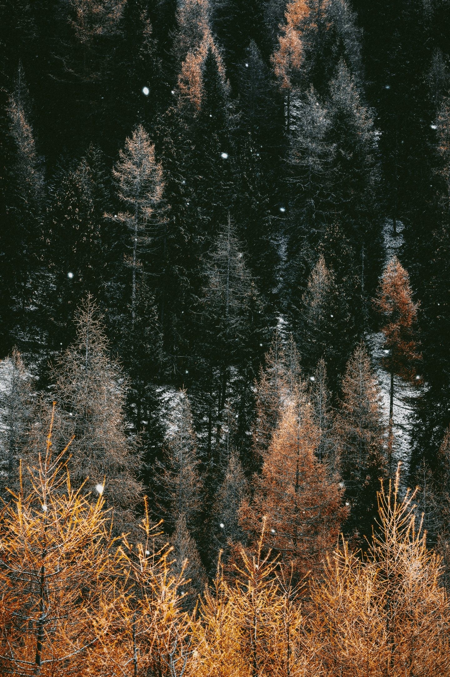 1440x2170 Free Amazing Fall Wallpaper For iPhone, Phone