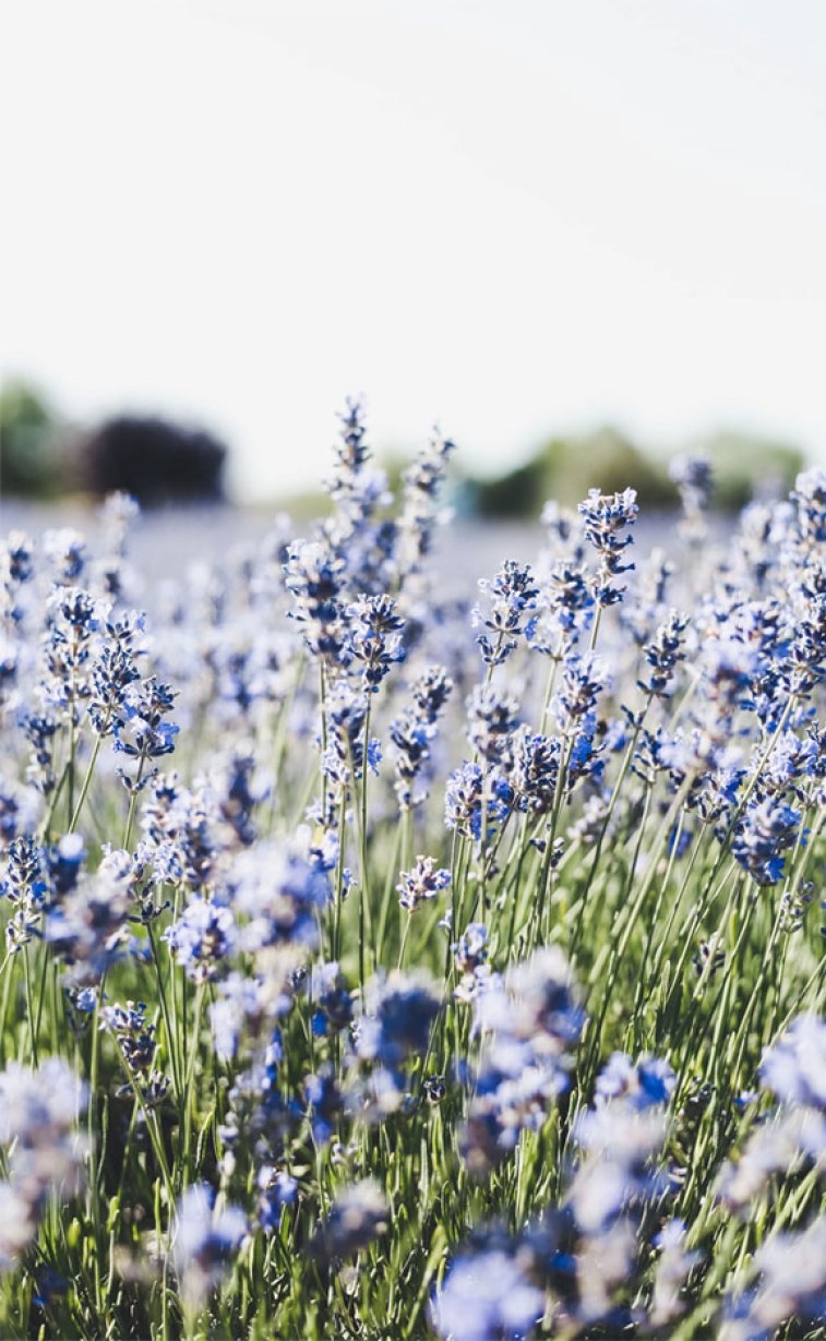 760x1230 Field of lavender Wallpaper, Phone