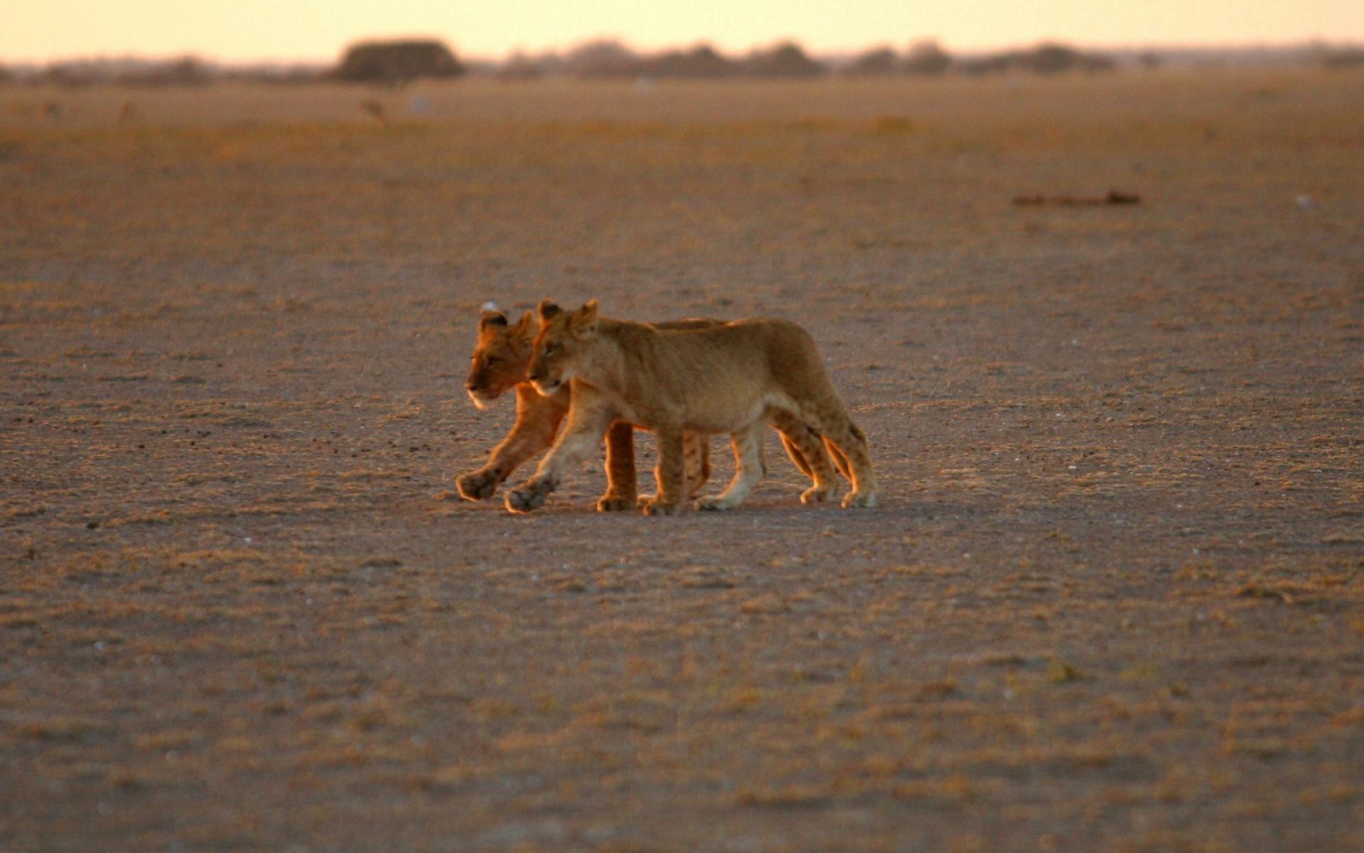 1920x1200 Index Of Assets Image 1920x600 Southern Africa Botswana Migration, Desktop