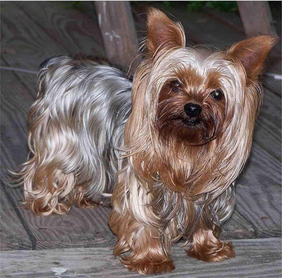 920x900 Yorkie Dog Wallpaper Apps on Google Play, Desktop