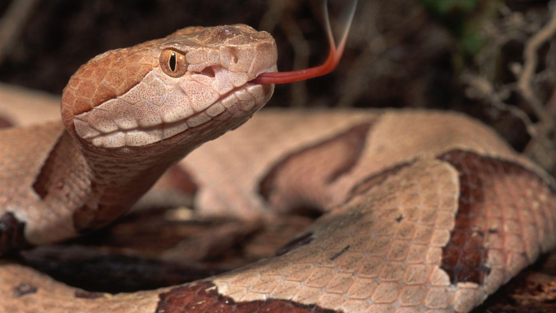 1920x1080 Boa Constrictor, High Quality Background, Jitendra Avery, Desktop