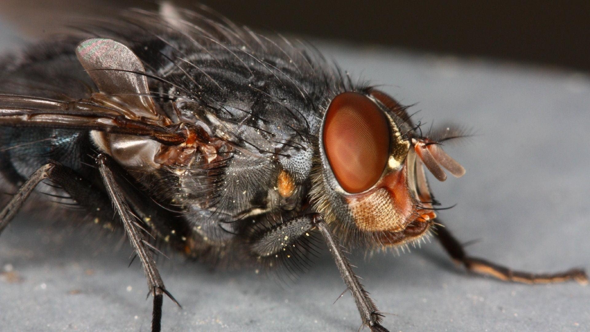 1920x1080 Macro photography of housefly HD wallpaper, Desktop