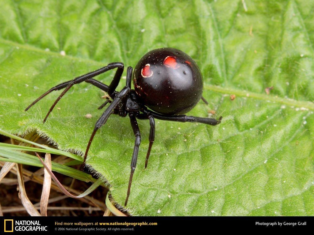 1030x770 Black Widow Spider, Desktop