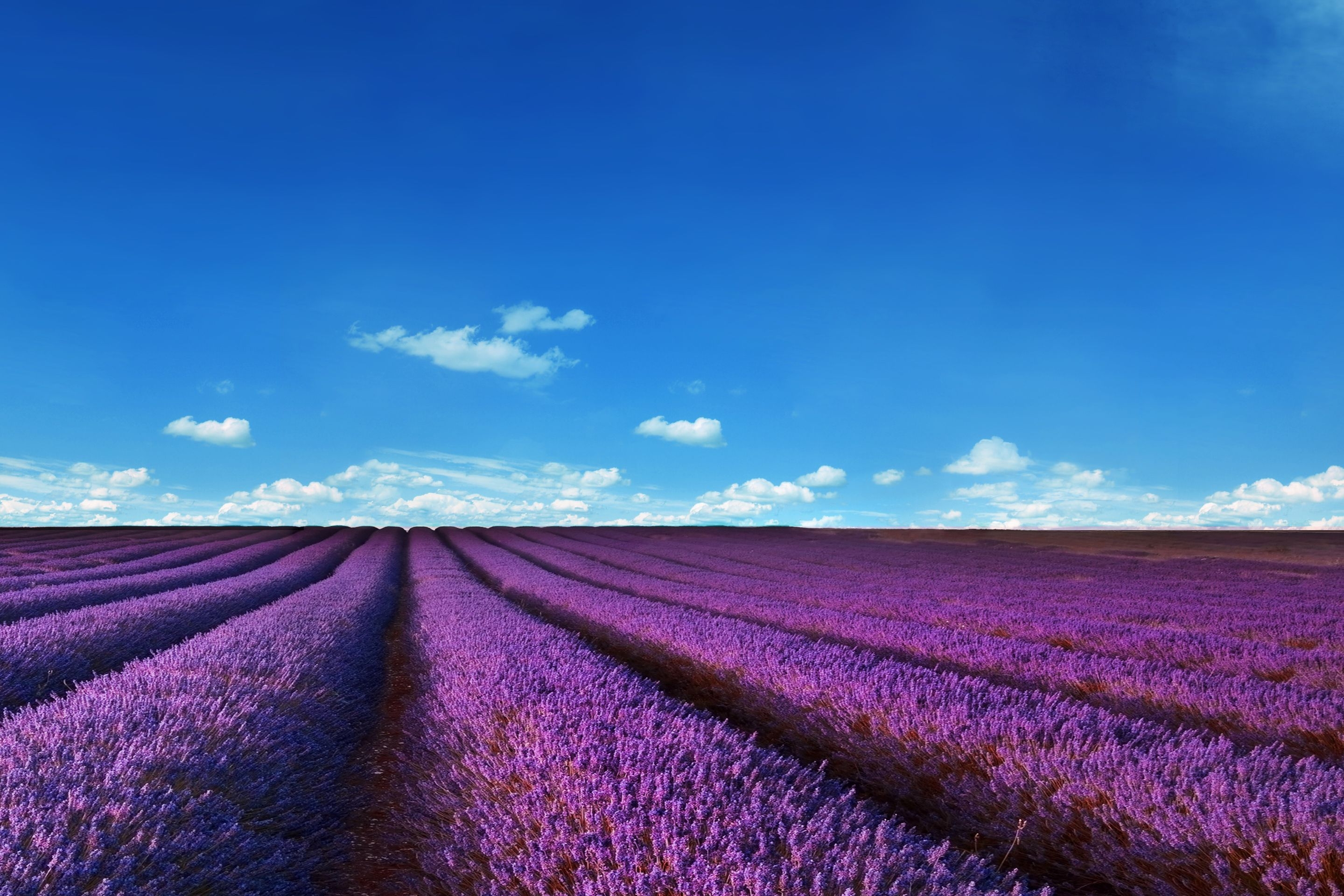 2880x1920 Lavender Wallpaper Free Lavender Background, Desktop