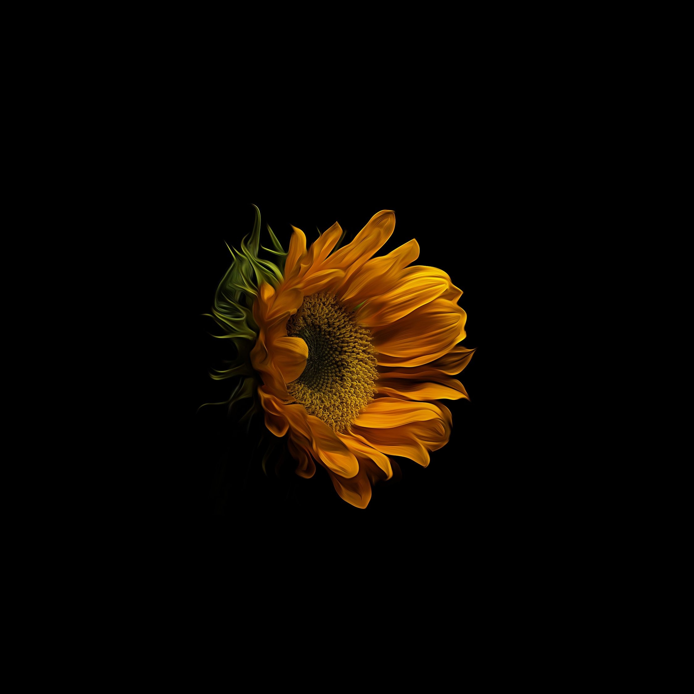 2250x2250 iPad Wallpaper Sunflower, Phone