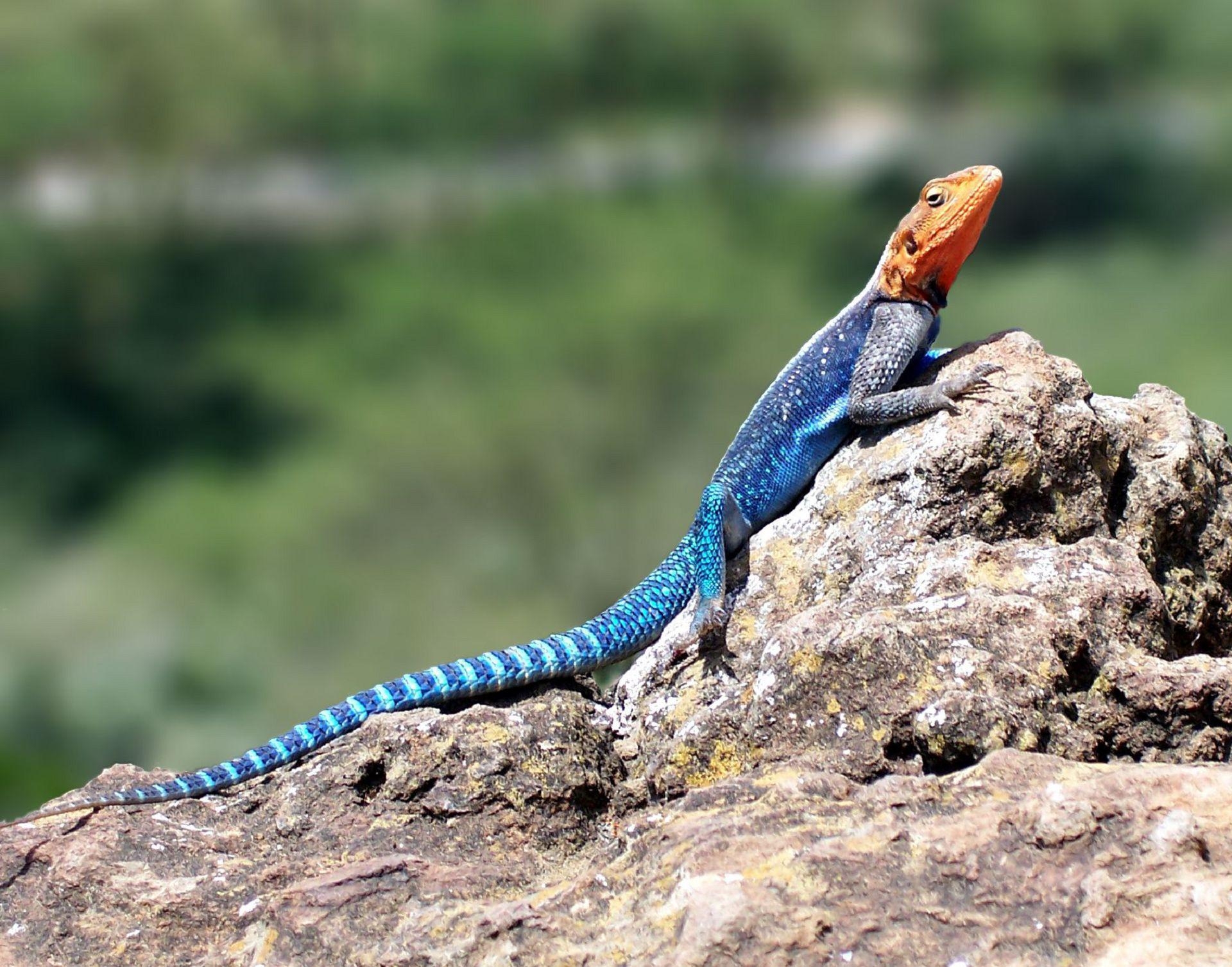 1920x1510 Agama Wallpaper Background, Desktop